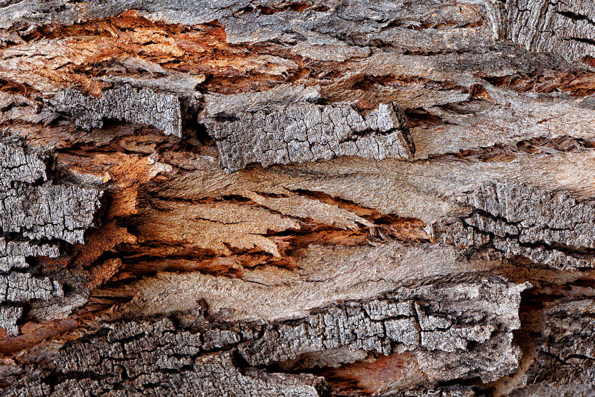 Коры называются. Кора пробкового дерева. Фактура коры. Bark Bark Bark. Кора дерева фактура.