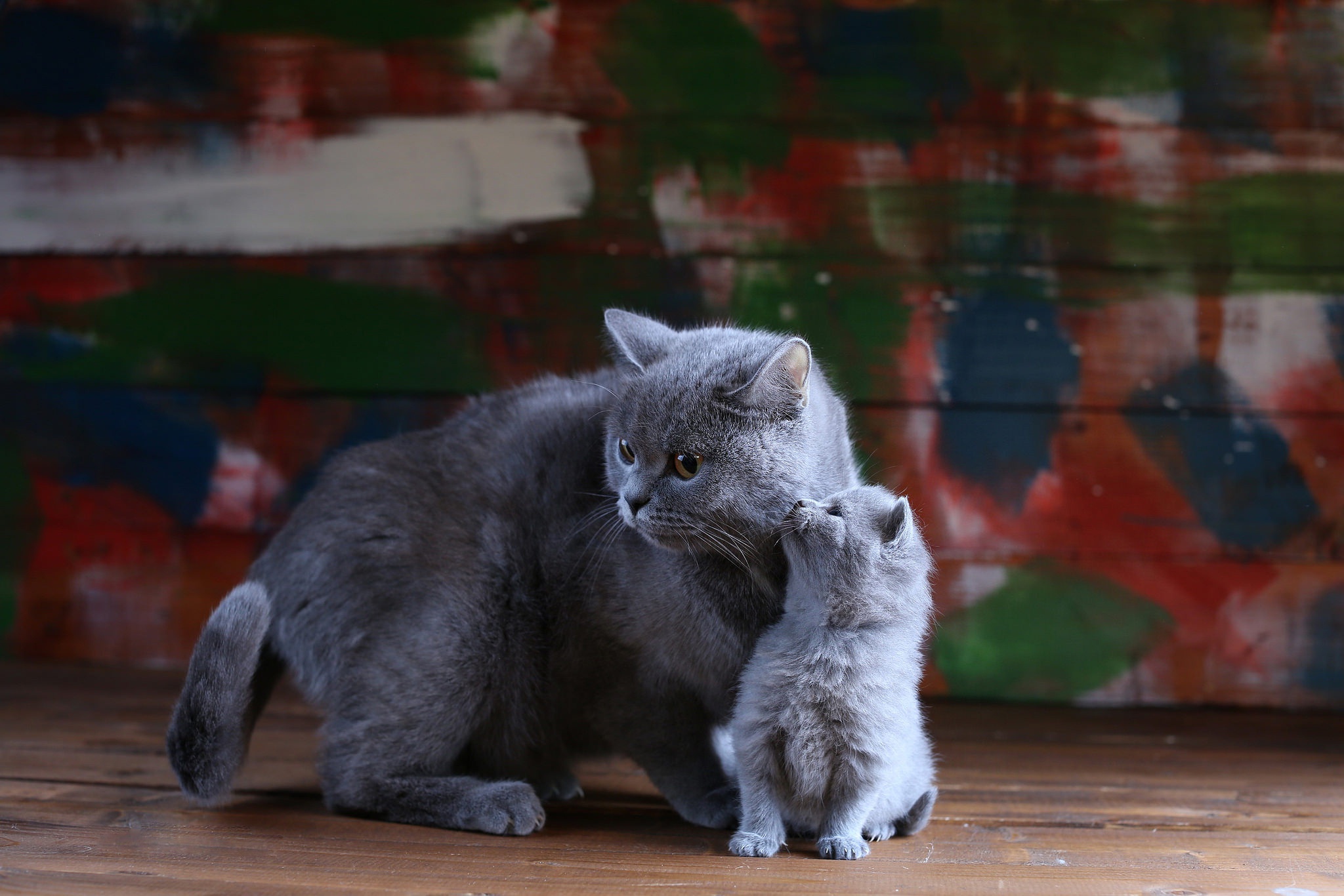 Кошка брата мам. Серая кошка с котятами. Серый котёнок. Британские котята серые. Британская кошка котенок.