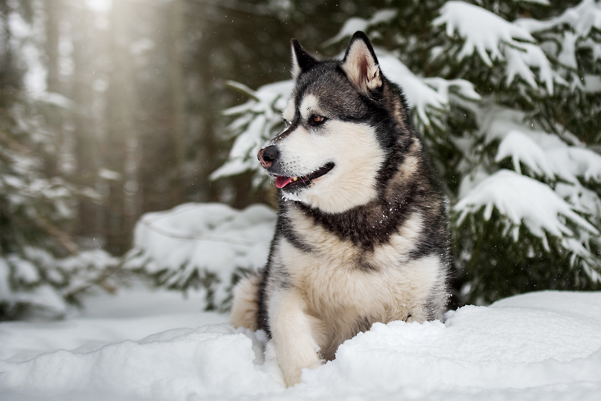 Wallpaper winter, forest, snow, dog, Malamute for mobile and desktop, section собаки, resolution 2048x1366 - download