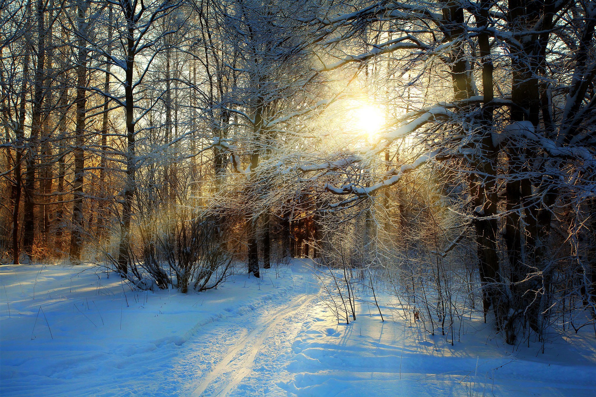 Пейзаж зимний лес. Зимний лес. Зимой в лесу. Красивый зимний лес. Зимний лес солнце.