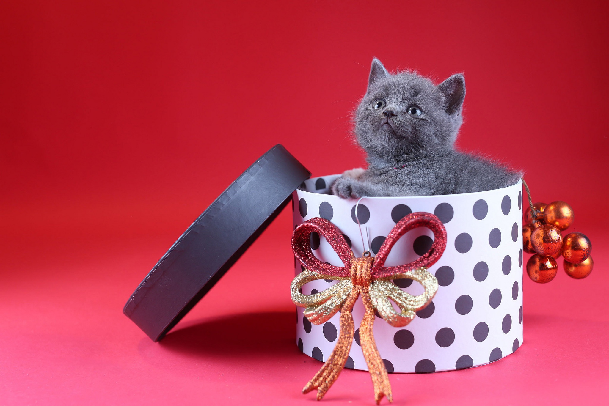 Сюрпризы кошки. Котенок в подарочной коробке. Котенок с бантом. Кошечка с подарком. Котенок в коробке подарок.