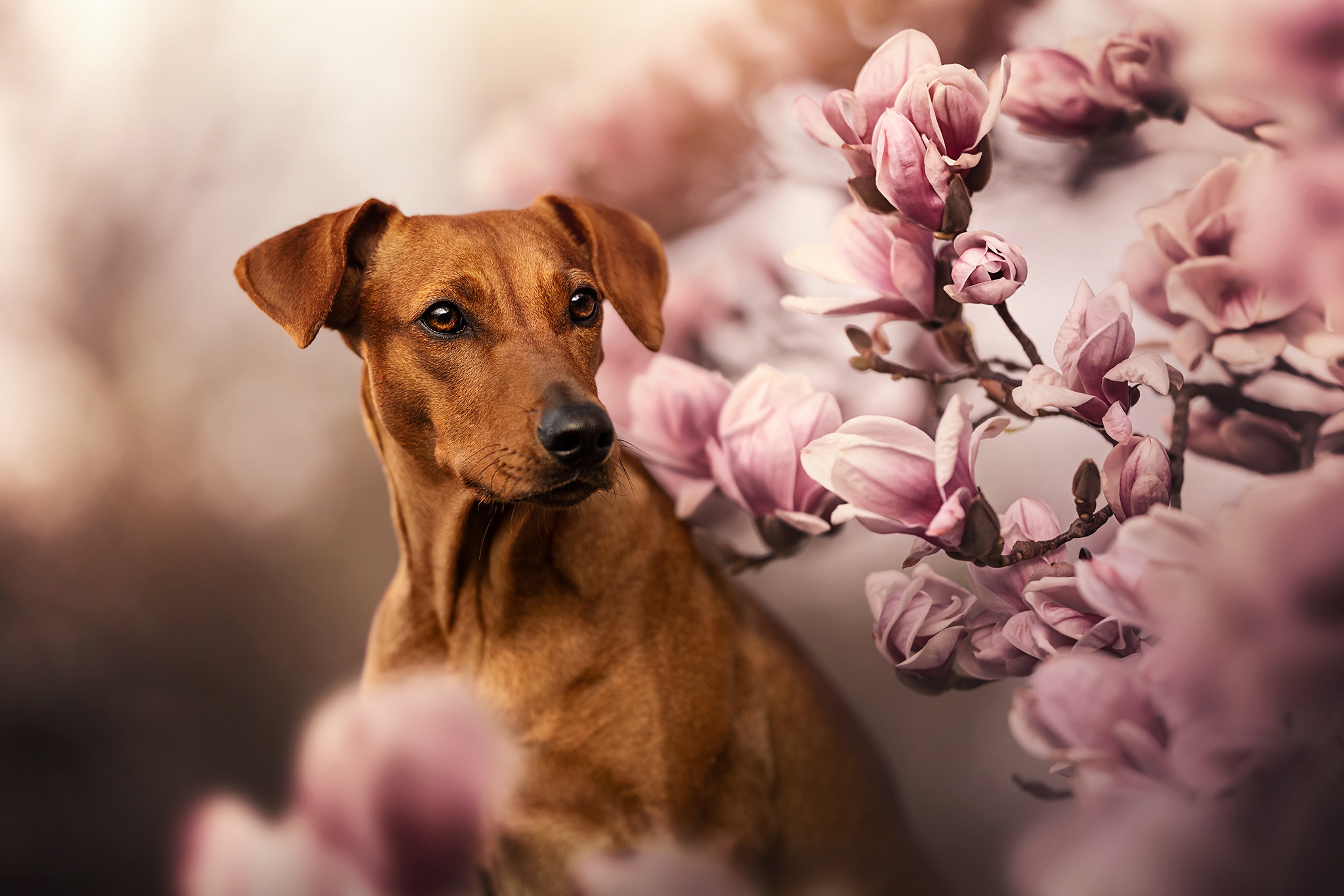 Wallpaper branches, dog, flowering, flowers, Magnolia, Rhodesian Ridgeback  for mobile and desktop, section собаки, resolution 2048x1366 - download