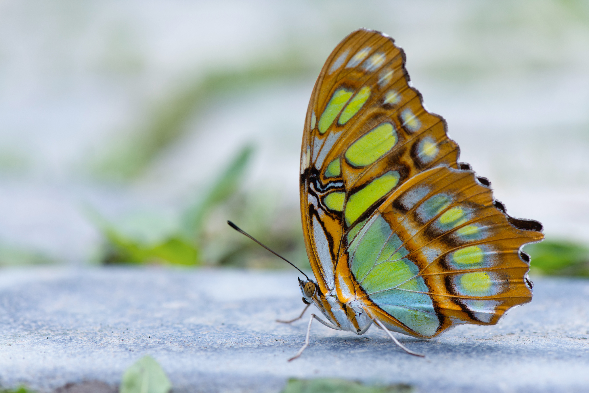 Сложенные крылья бабочки
