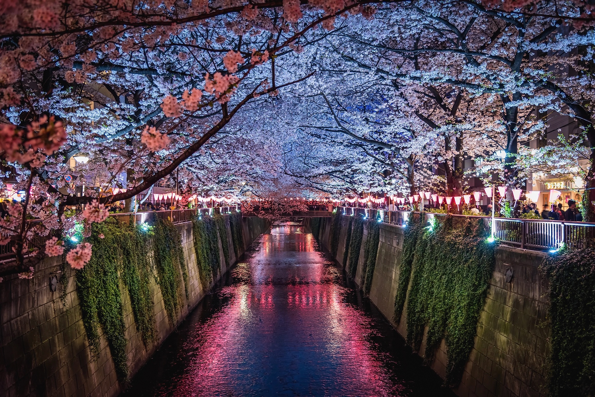 Сакура фонари. Река в Кавагоэ Япония. Кавагоэ город в Японии. Кавагое Токио. Сакура Япония ночью.