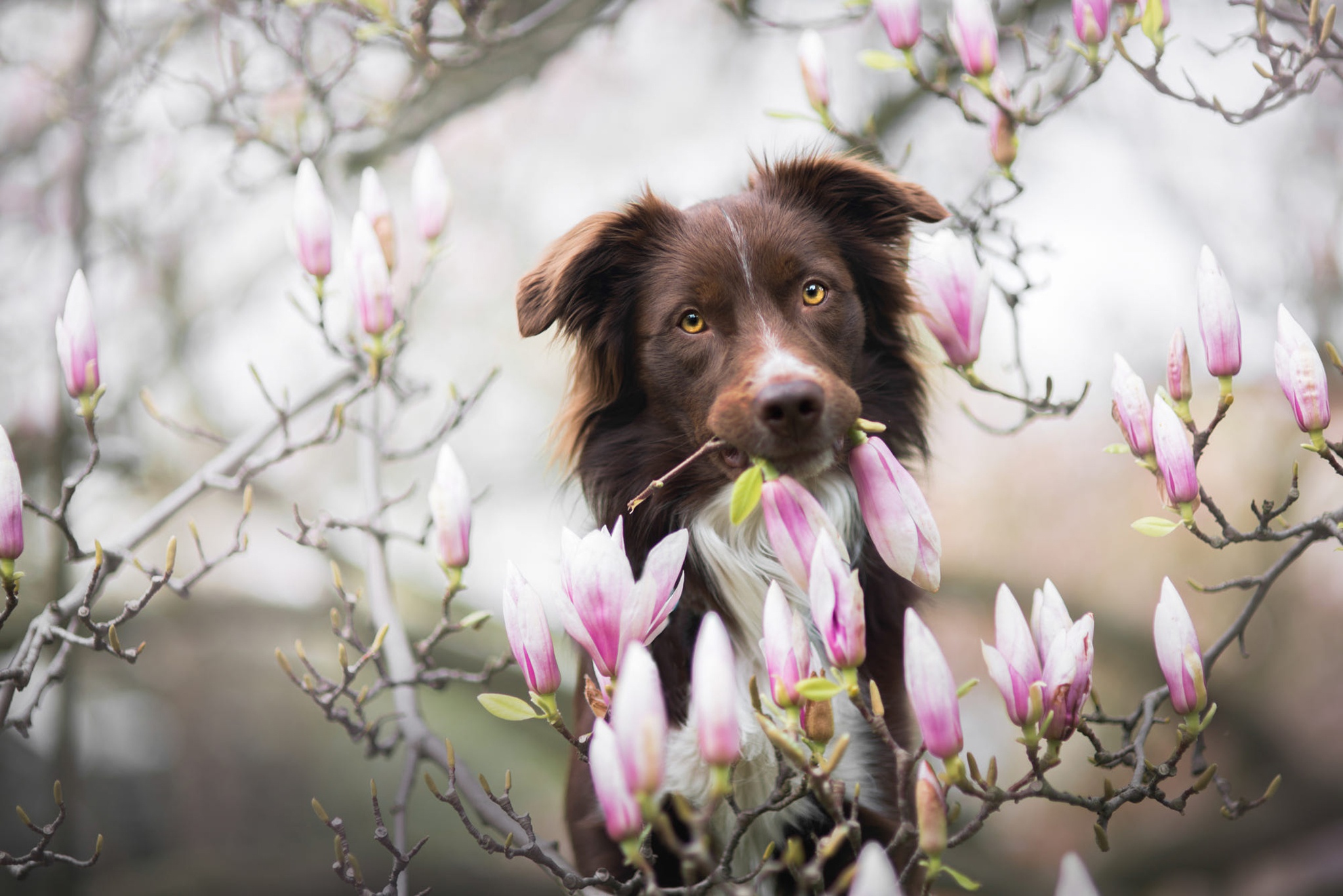 Собаки весной картинки. Бордер-колли. Собака весной. Собака в цветах. Собака с подснежниками.