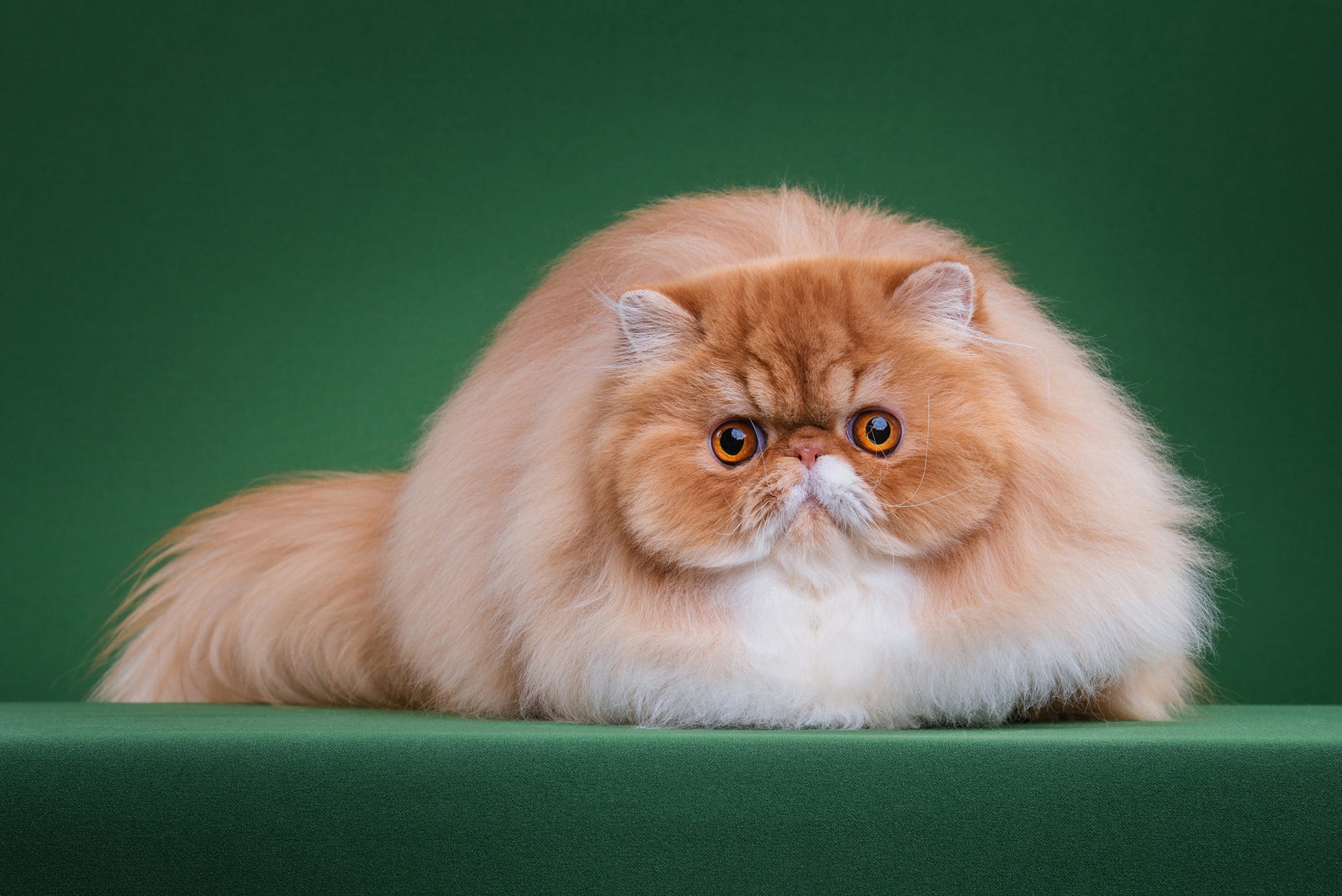 Сколько живут персидские. Персидская длинношерстная кошка Джуно. Персидский экзот длинношерстный. Персидская кошка экзот экстремал. Персидская длинношерстная шиншилла.