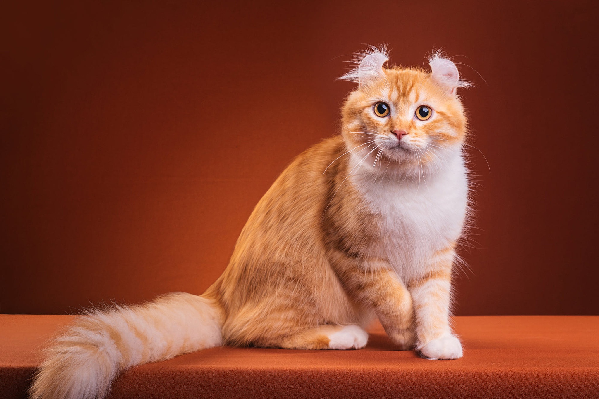 Short кот. Скоттиш фолд Манчкин. Манчкин (порода кошек). Манчкин кошка рыжая. Круглоухий кот- Манчкин.