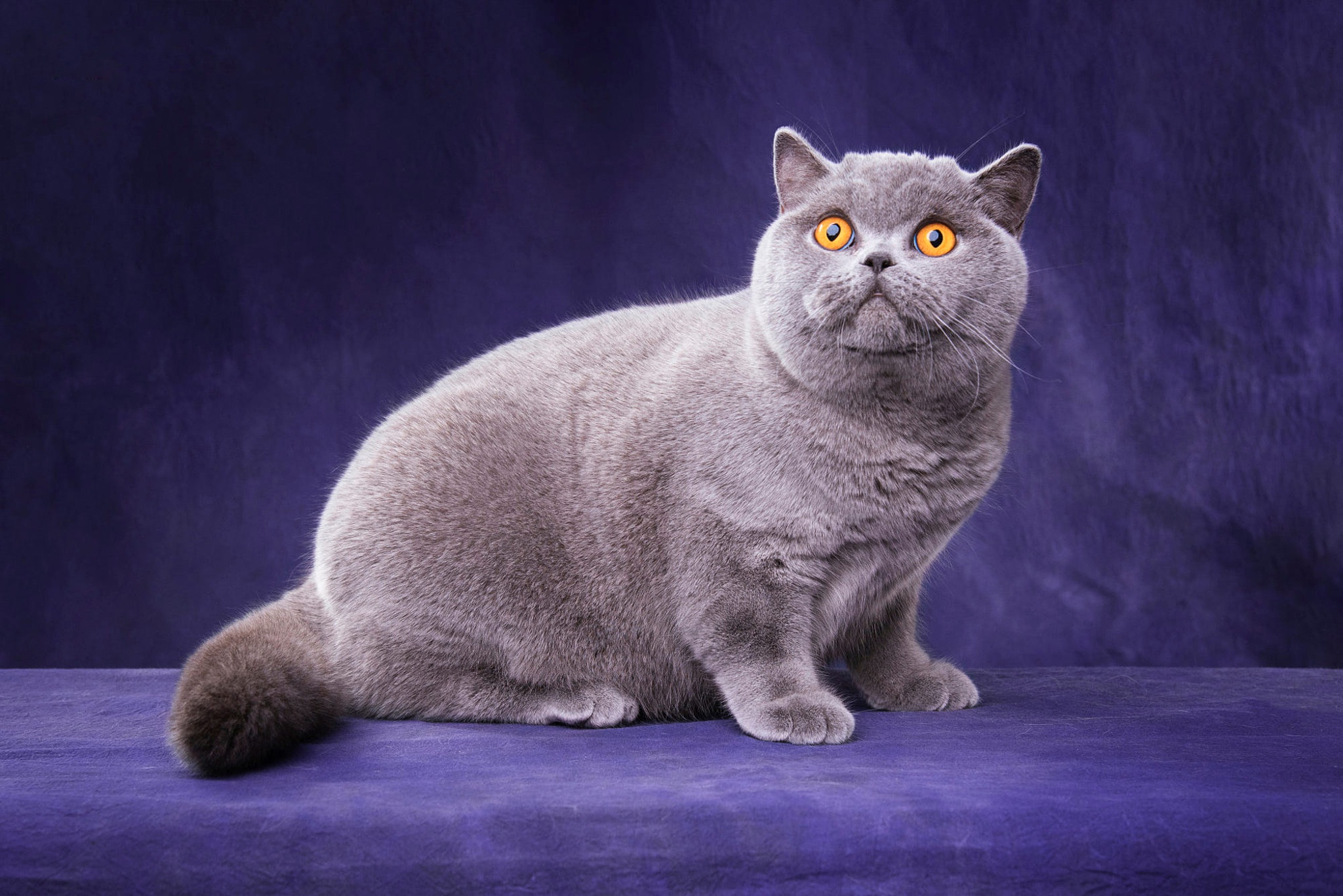 Фотографии породы британских кошек. Кот британской породы. Порода котов британец. Лиловая Шотландская кошка. Кот британский Монарх.