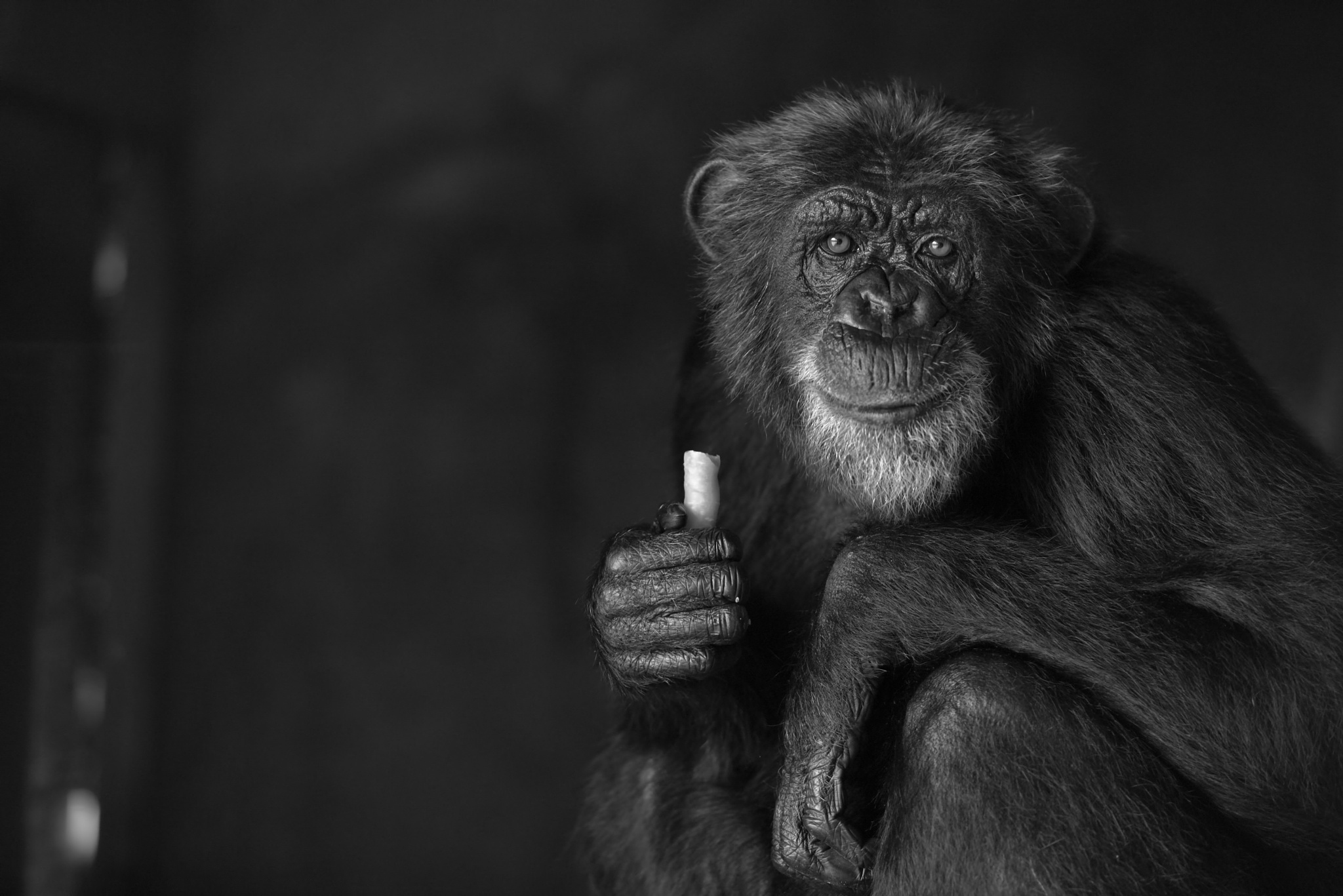 Важная обезьяна. Обезьяны. Шимпанзе курит. Черно белая обезьянка. Смешные обезьянки.