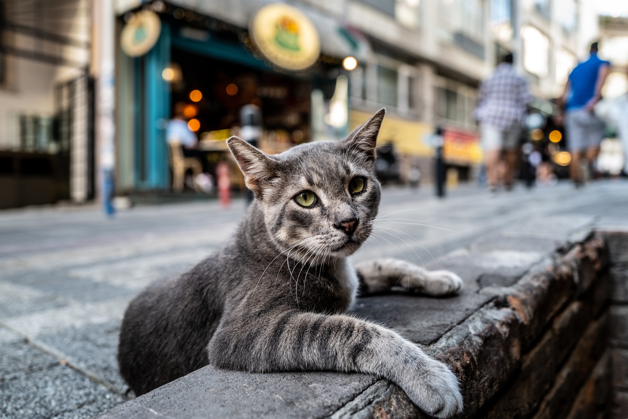 Hello street cat петиция. Уличный кот. Уличная кошка. Коты на улице. Серый кот на улице.