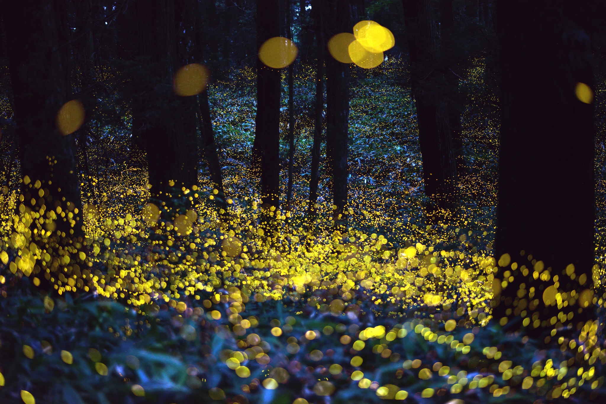 Ночь хорошее время. Светлячки в лесах Японии. Лес светлячков в Японии. Хотаругари любование светлячками. Шоу светлячков в Теннесси.