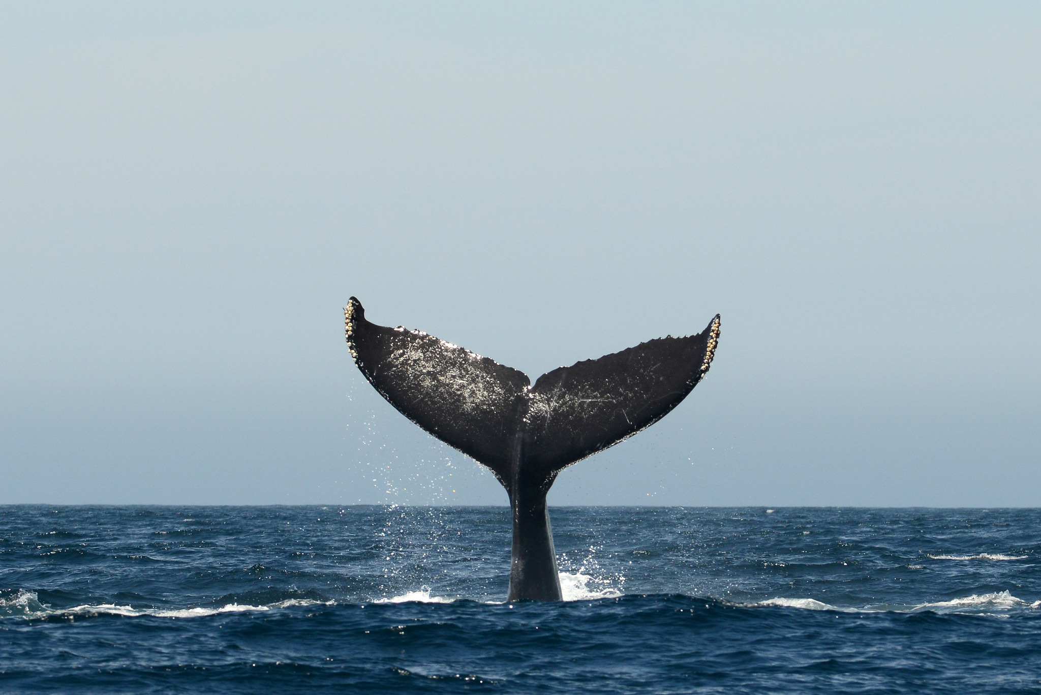 Whale Tail Booty