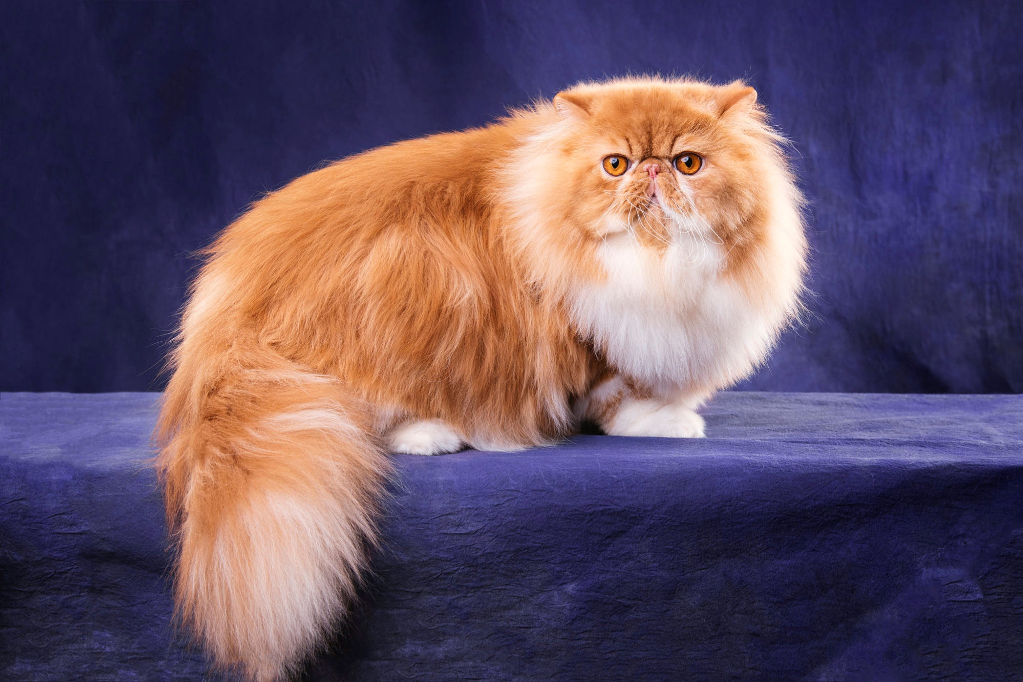 Коротко и длинношерстные кошки. Персидская длинношерстная кошка. Перс экзот рыжий длинношерстный. Длинношёрстная Персидская кошка рыжий. Персидская длинношерстная шиншилла.