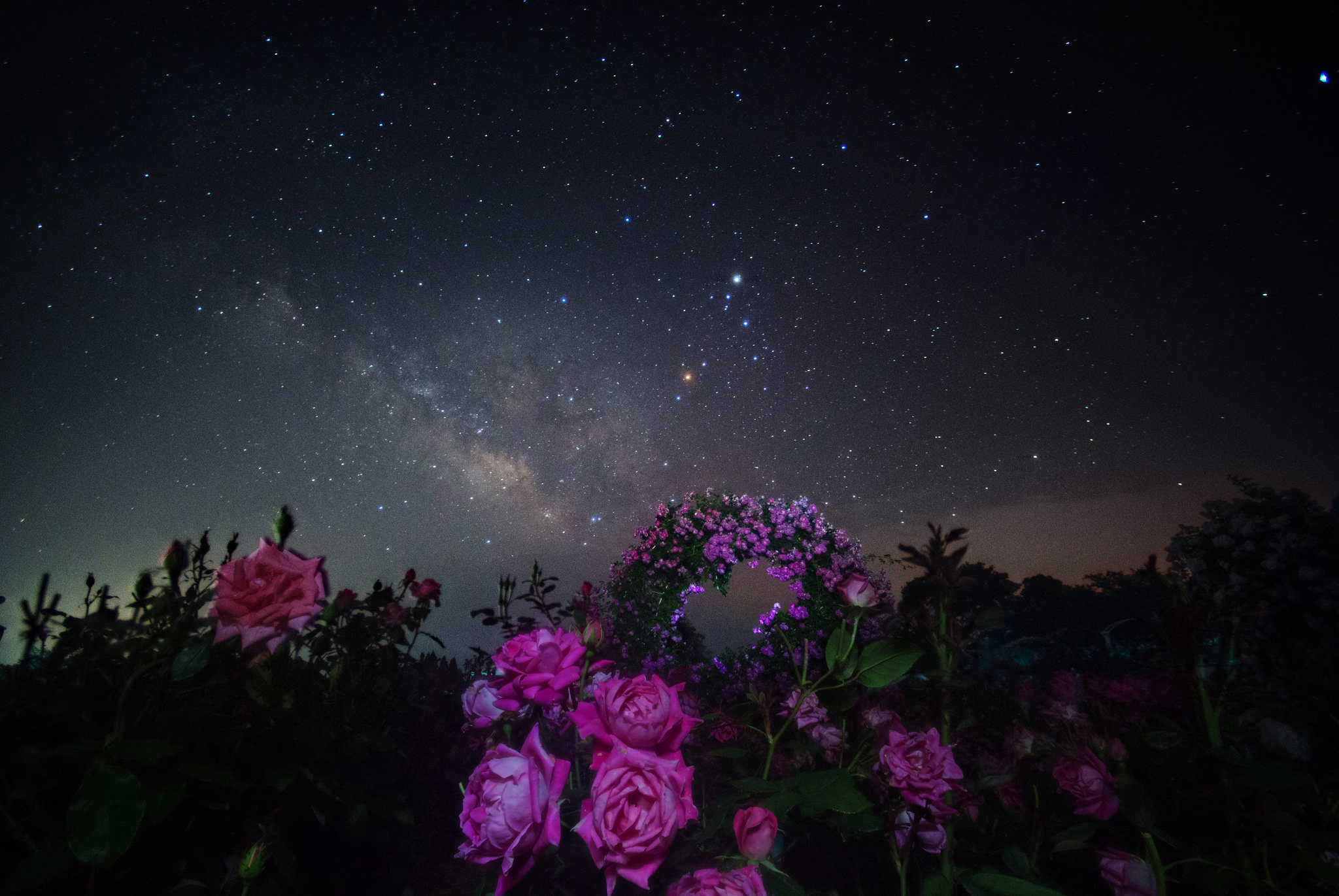 Звездная роса. Цветы вечером. Красивые ночные цветы. Красивые цветы ночью. Ночь цветы звезды.