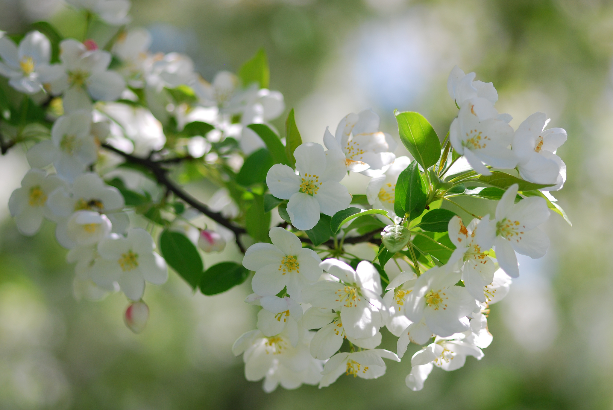 Vesna. Цветущая вишня. Вишни в цвету. Красивая Весна. Весенняя природа.
