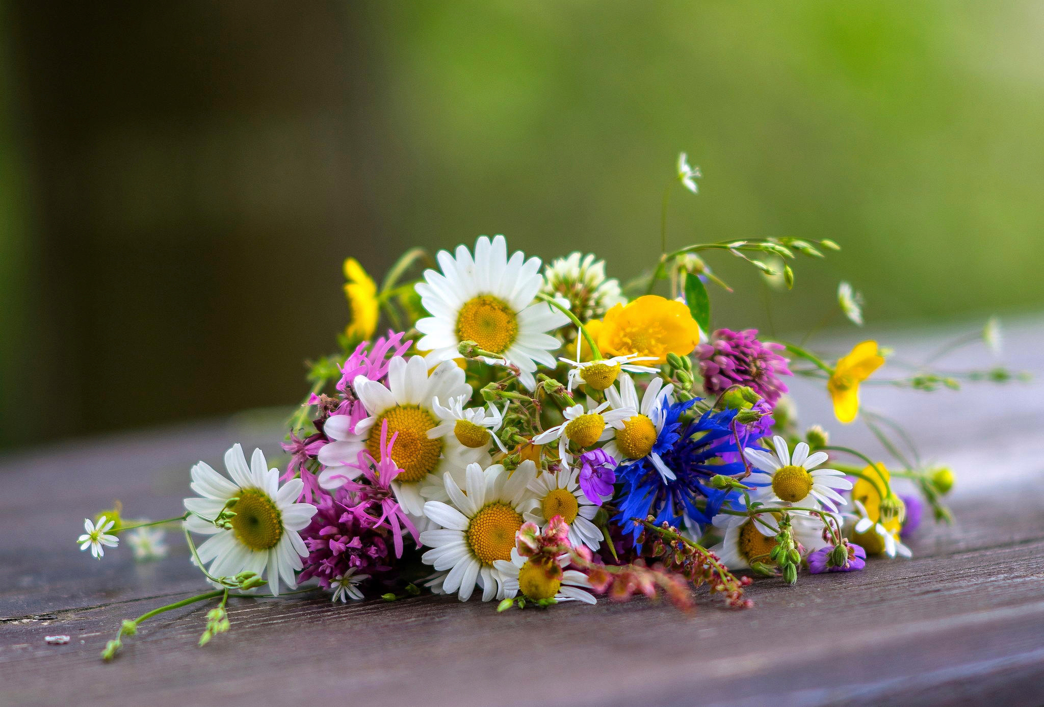 Красивые полевые цветы фото хорошего. Полевые цветы.