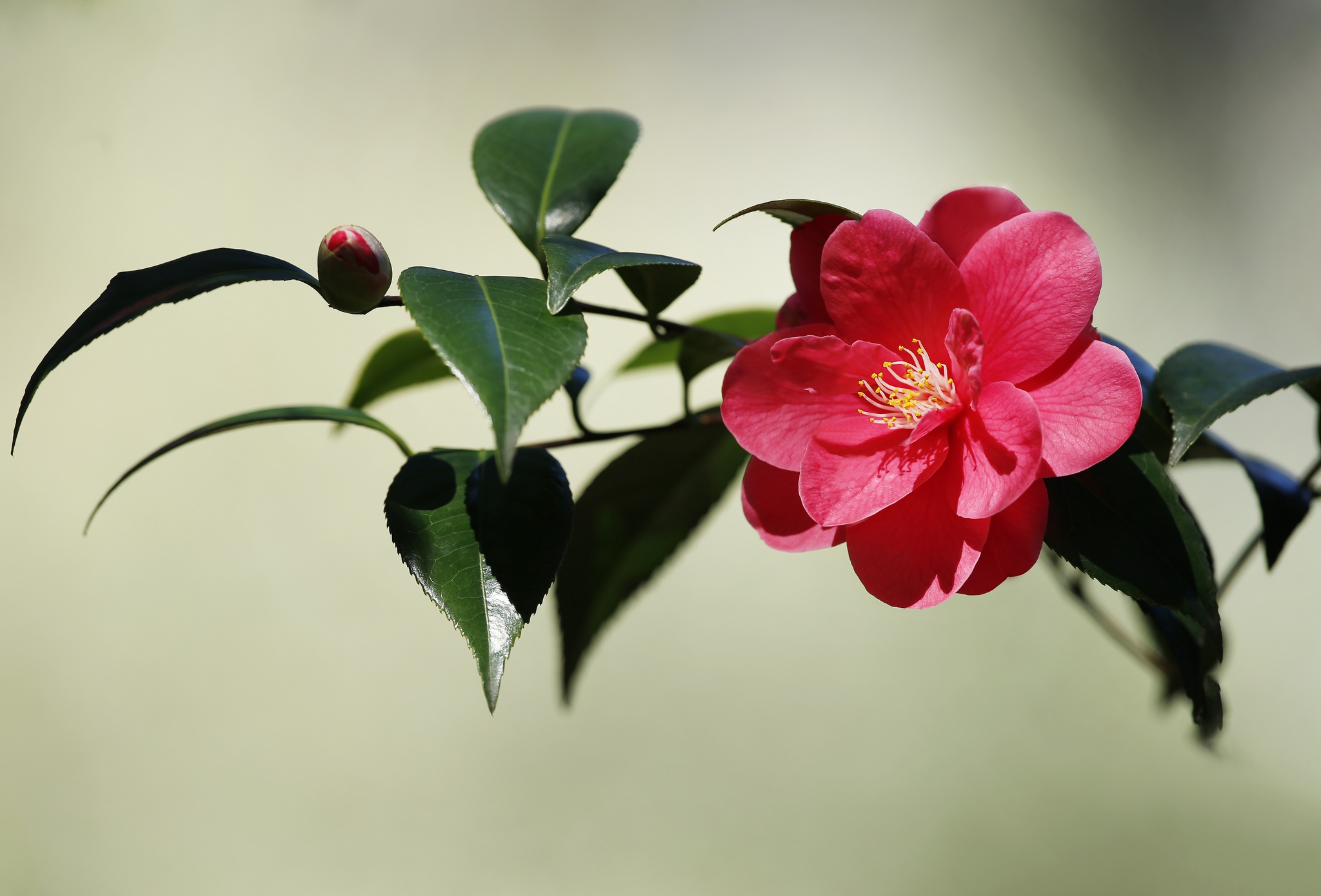 Camellia wuthering waves. Камелия сасанква. Миддлемист Камелия. Камелия японская красная. Камелия бутон.