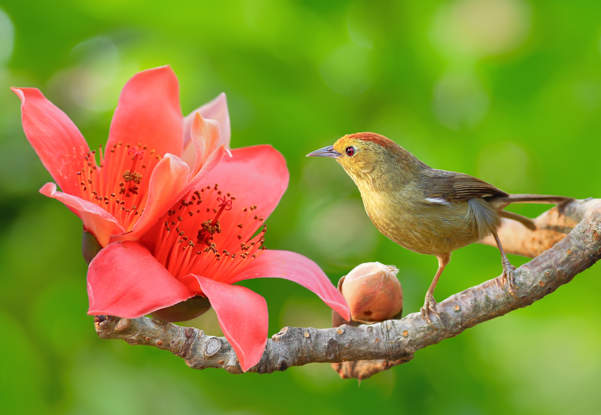 Доброго дня птицы. Птица на ветке. Природа птицы. Цветы и птицы.