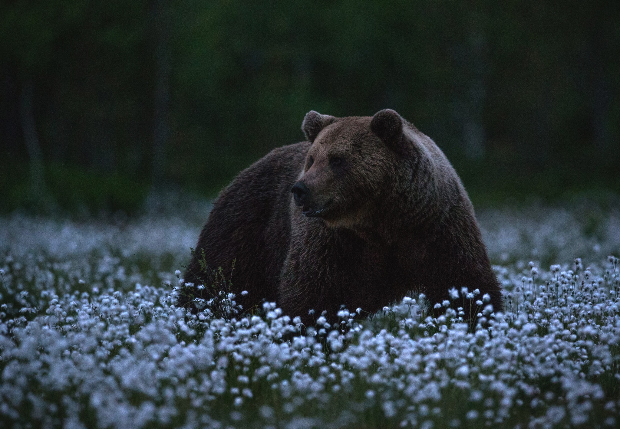 Фото медведя в лесу. Медведь в ночном лесу. 4 Медведя в лесу. Бурые медведи в темноте. Бурый медведь Эстетика.