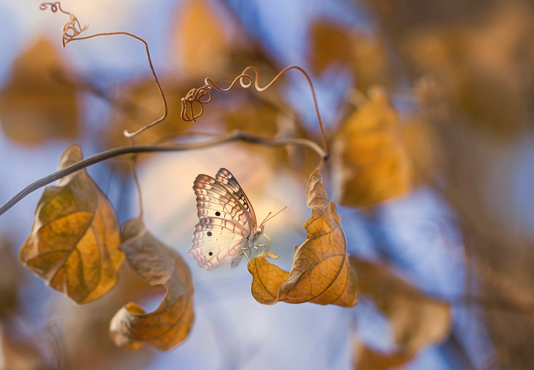 Нежные листья 2. Бабочки осенью. Бабочка осень. Бабочки в природе. Нежная осень.