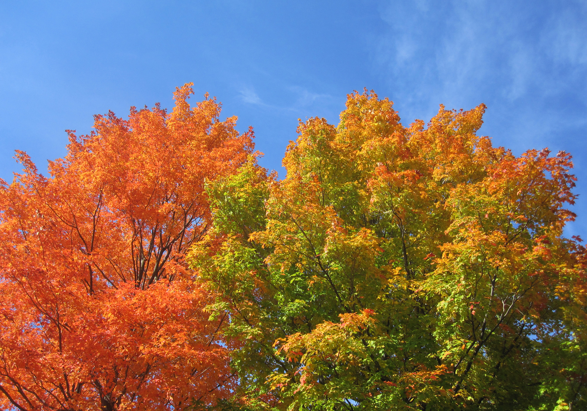 Цвет деревья осенью. Осеннее дерево. Осень деревья. Сень деревьев. Осеннее небо.
