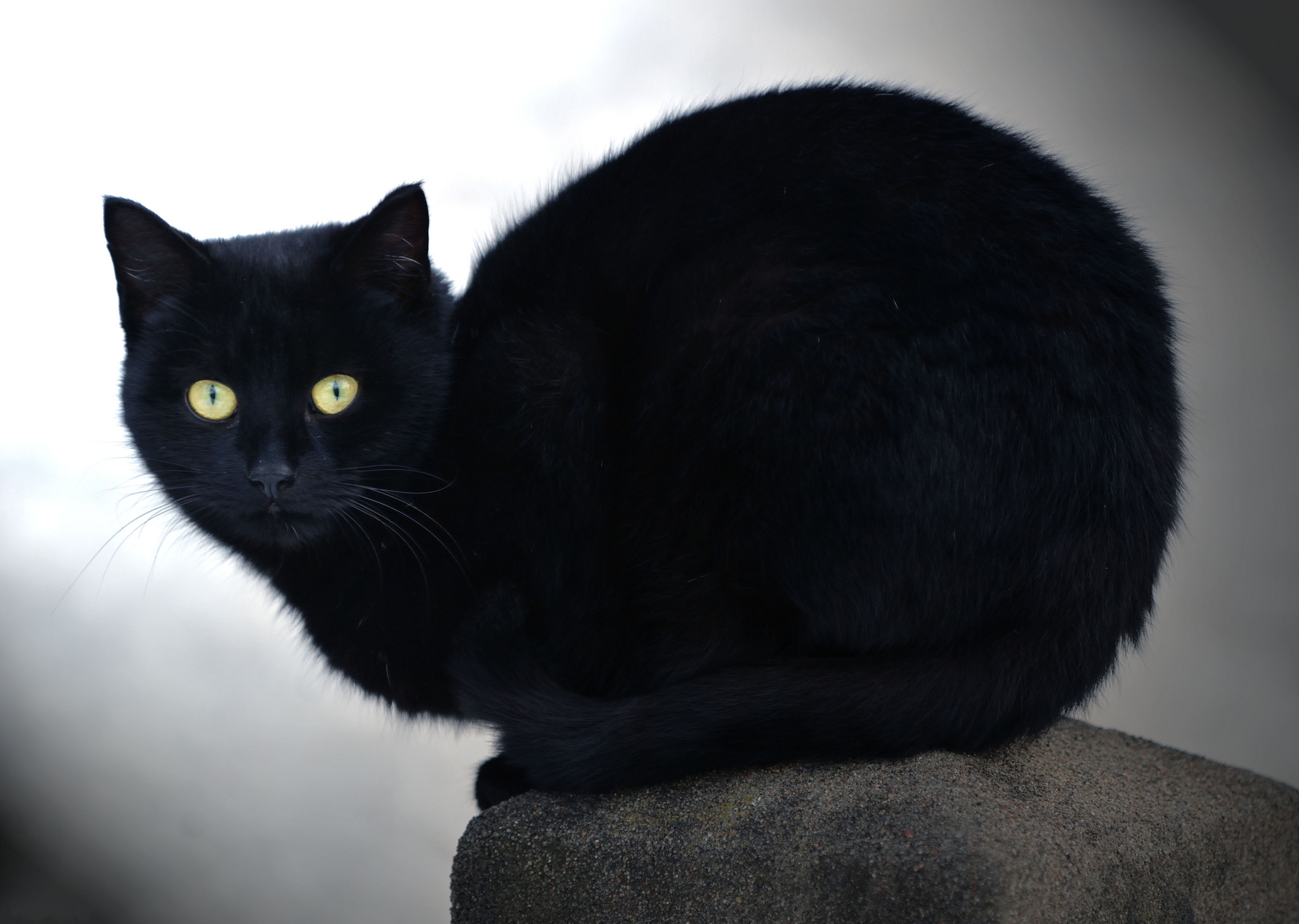 Черных картинках. Чёрный кот. Черный. Черные коты. Кошечка черная.
