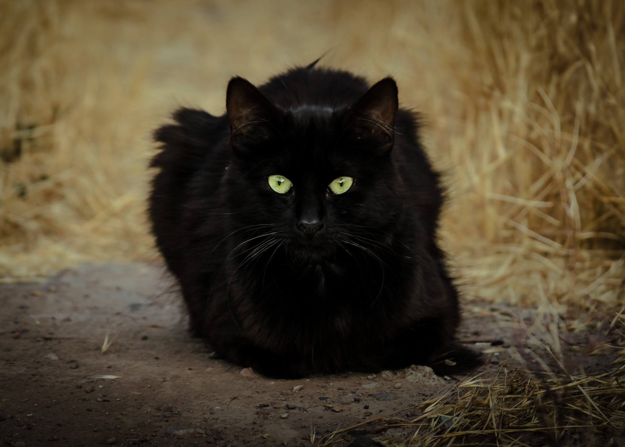 Черные кошки 10. Чёрный кот. Черные коты. Кот пушистый чёрный. Черная пушистая кошка.