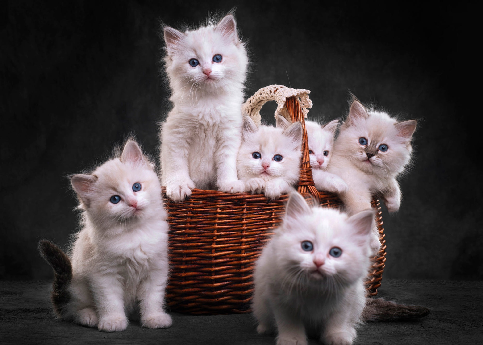Кошка красивая маленькая. Красивые котята. Котята в корзинке. Маленький котенок. Милые котики.