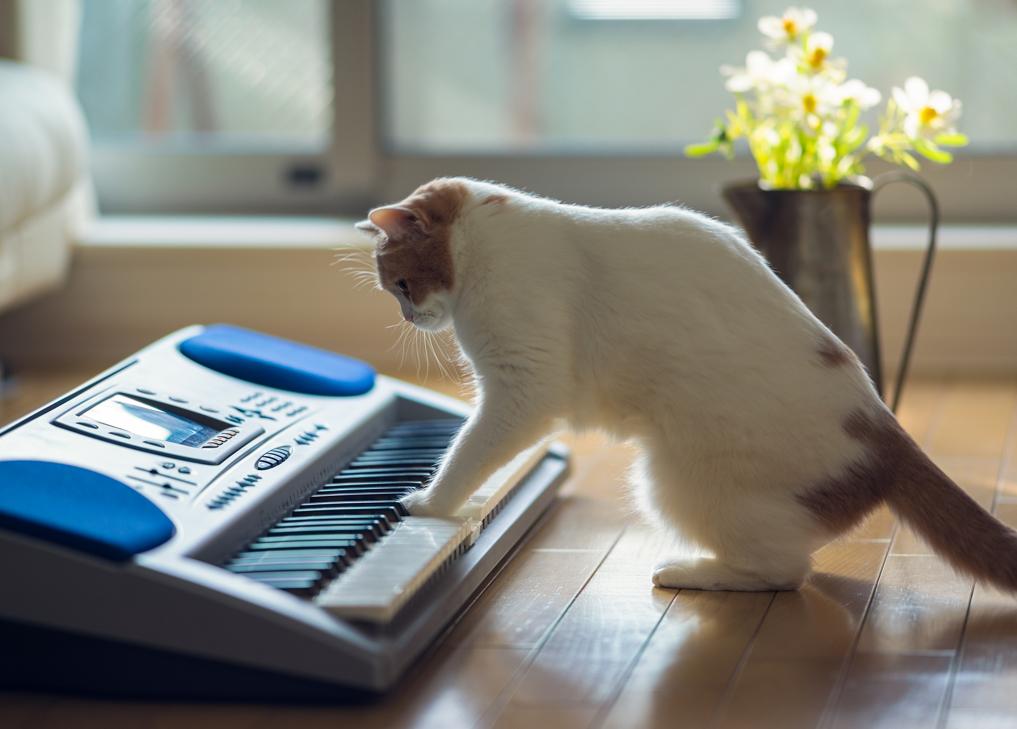 Музыка для кошек слушать. Музыкальный кот. Кошки с музыкальными инструментами. Животные с музыкальными инструментами. Поющие животные.