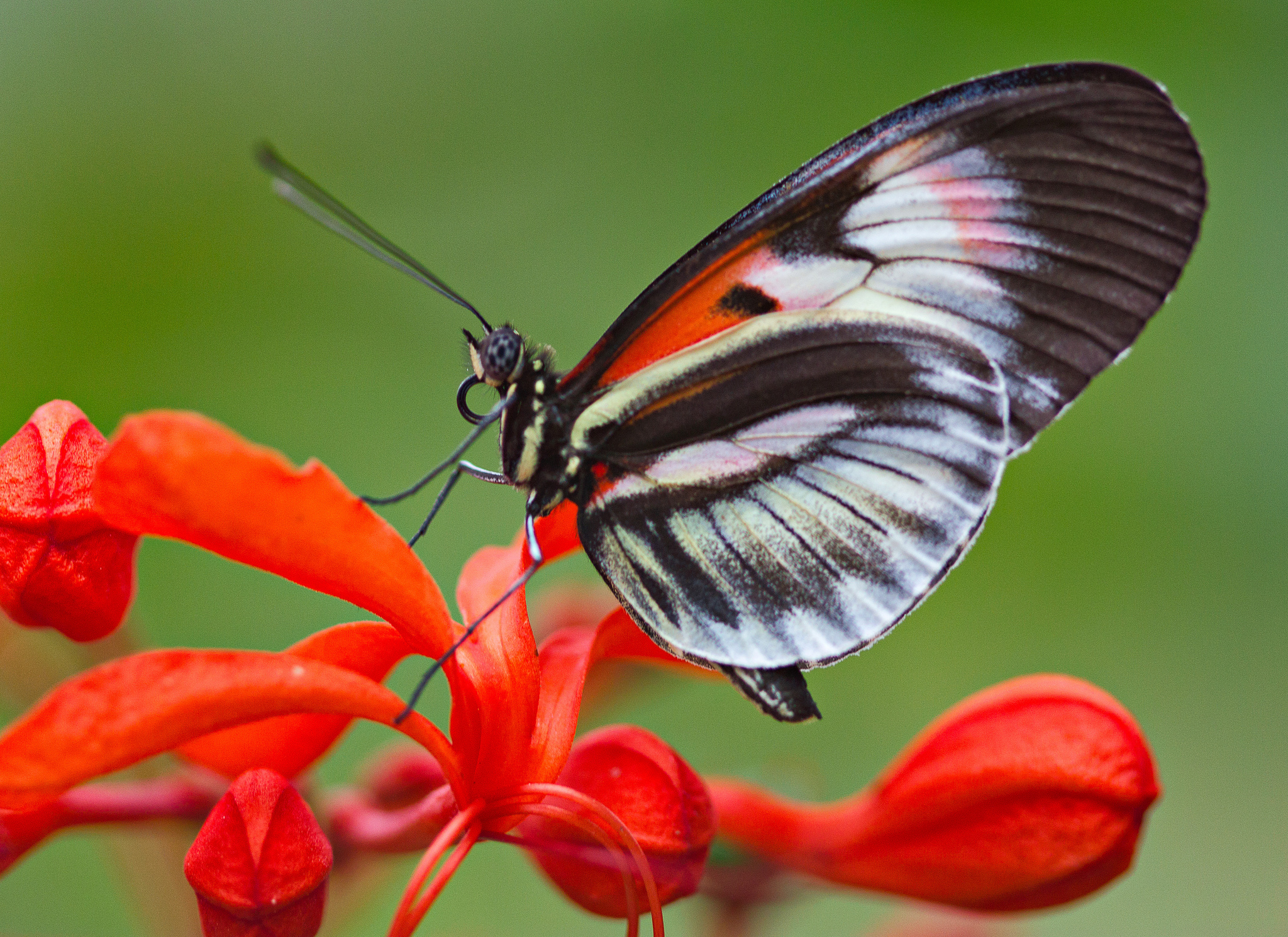 Цветок красные бабочки. Бабочки. Красивые насекомые. Насекомые бабочки. Бабочки в цветах.