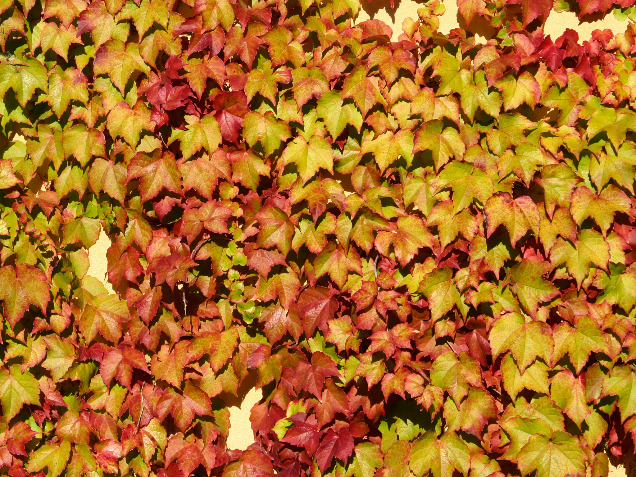 Download wallpaper wall, vine, leaf colors, section textures in