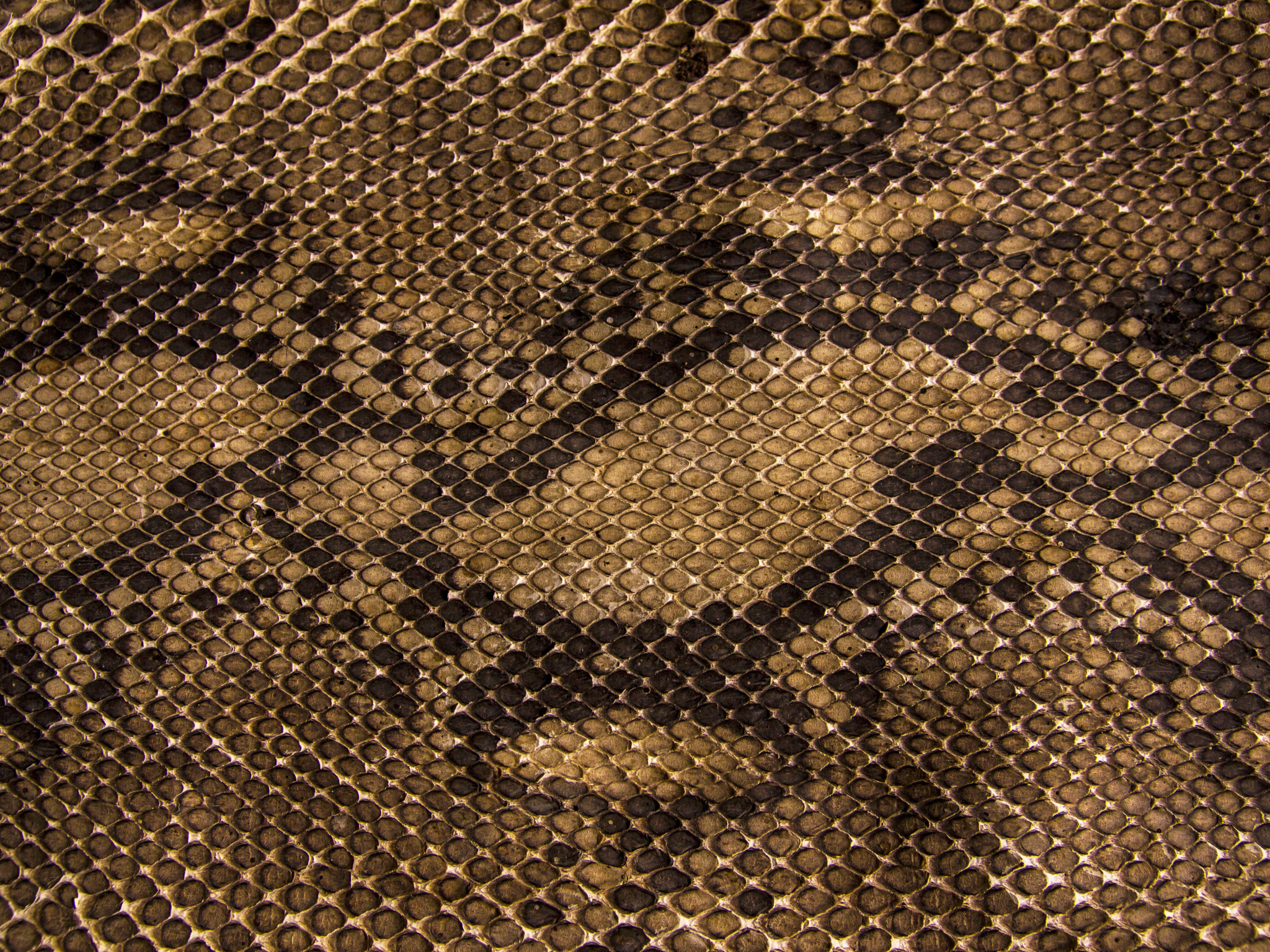 Download wallpaper snakes, texture, scales, leather, section textures ...