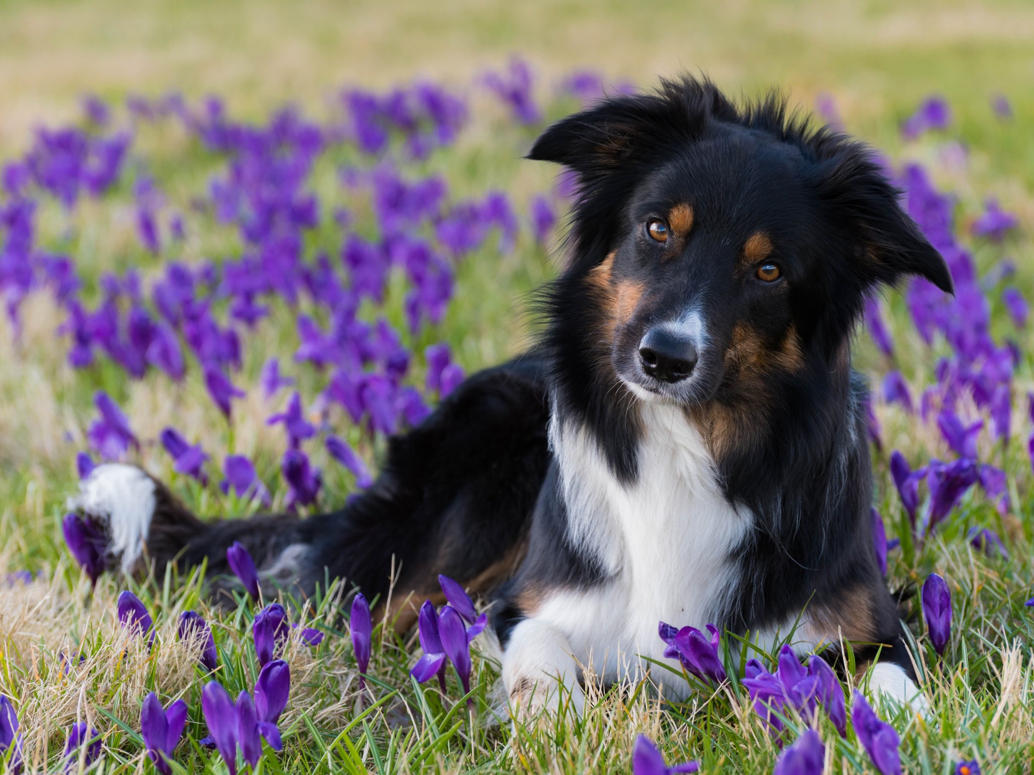 Spring Border Collies Download wallpaper look, flowers, dog, spring, crocuses, the border ...