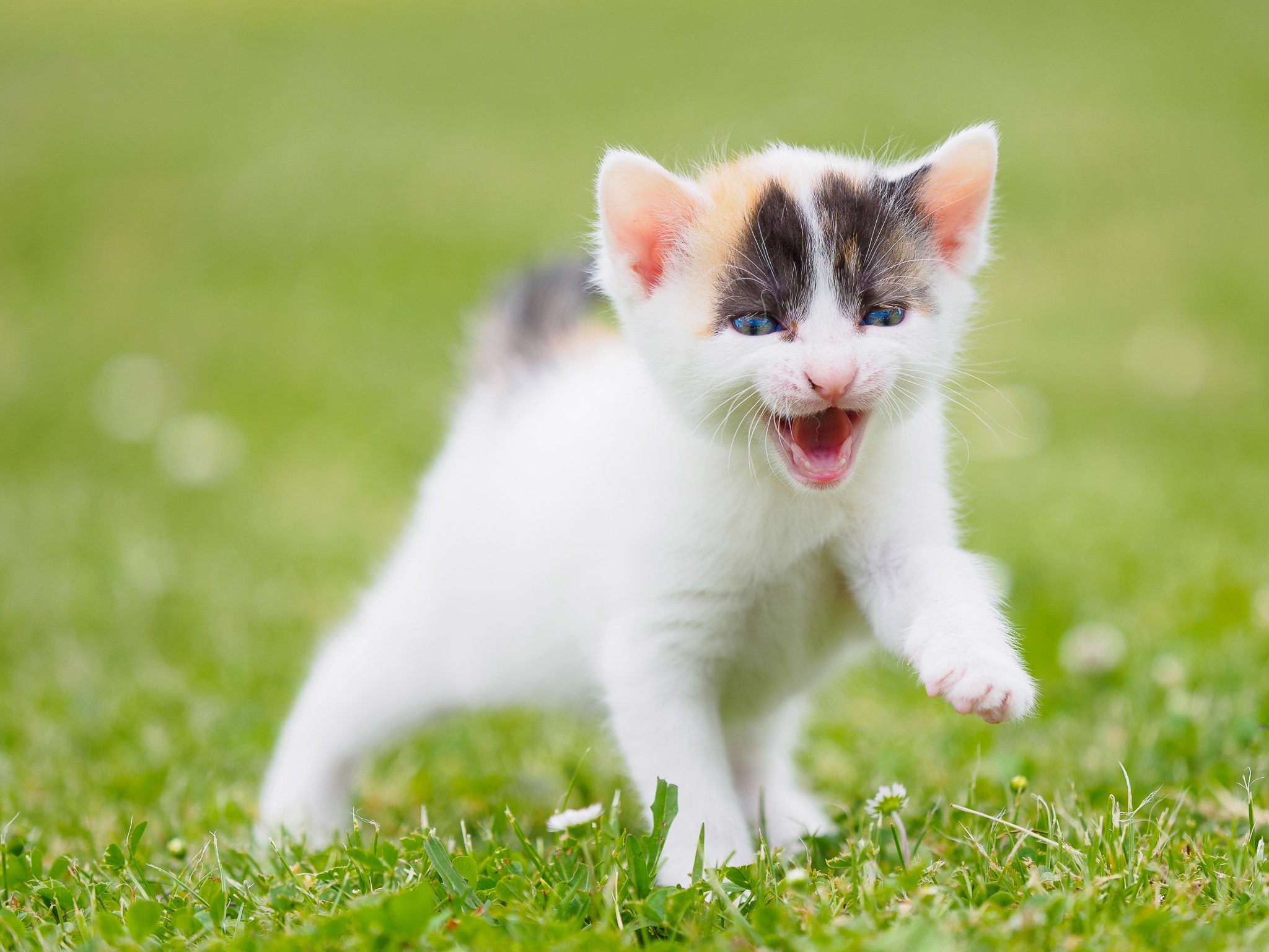 животные на зеленом фоне. кот мяукает на зеленом фоне. котик на зеленом фоне. коты на зелёном фоне. кот мяукает на зеленом фоне.