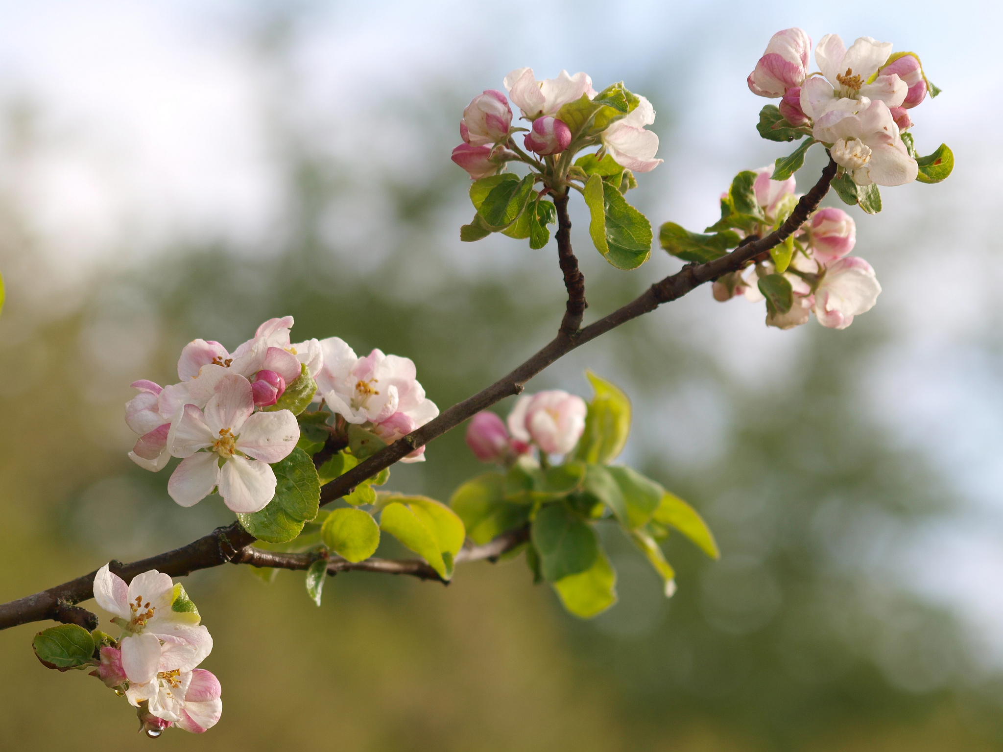 Яблоки цветы весны. Цветущая Яблоневая ветка. Яблоневый цвет (Malus domestica). Яблоня Сарджента. Яблоня Сибирская цветение.
