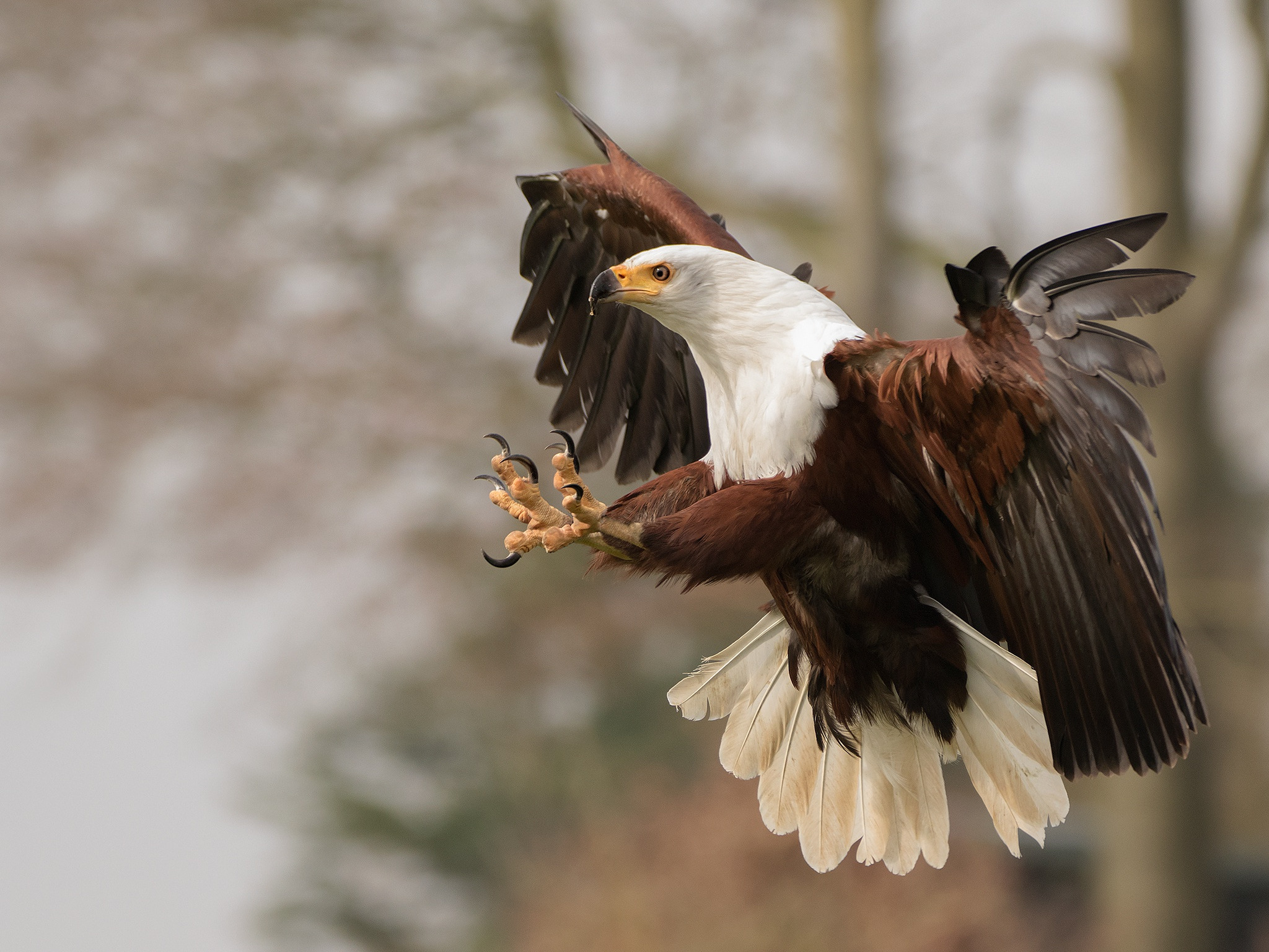 Download wallpaper feathers, eagle, claws, hunting, section animals in ...