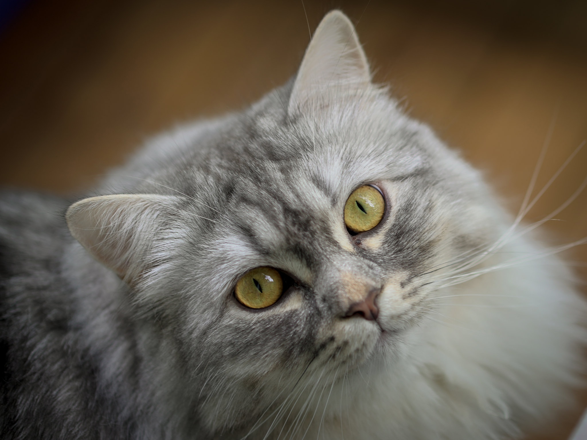 Кошка с желтыми глазами порода. Сибирская короткошерстная кошка серая. Сибирская длинношерстная кошка белая. Серый кот с желтыми глазами. Кошка светло серая пушистая.