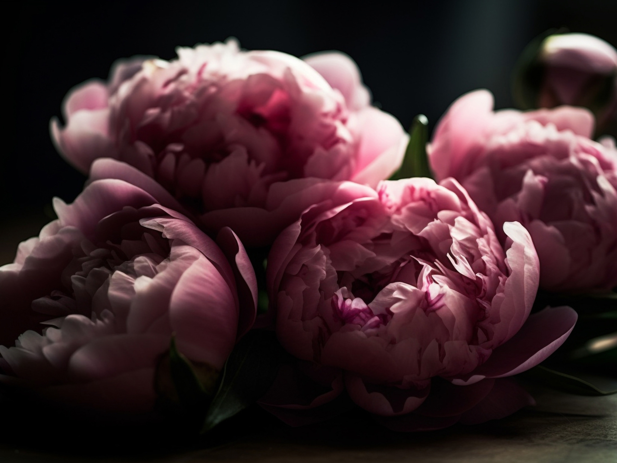 Download wallpaper flowers, the dark background, bouquet, spring, pink ...