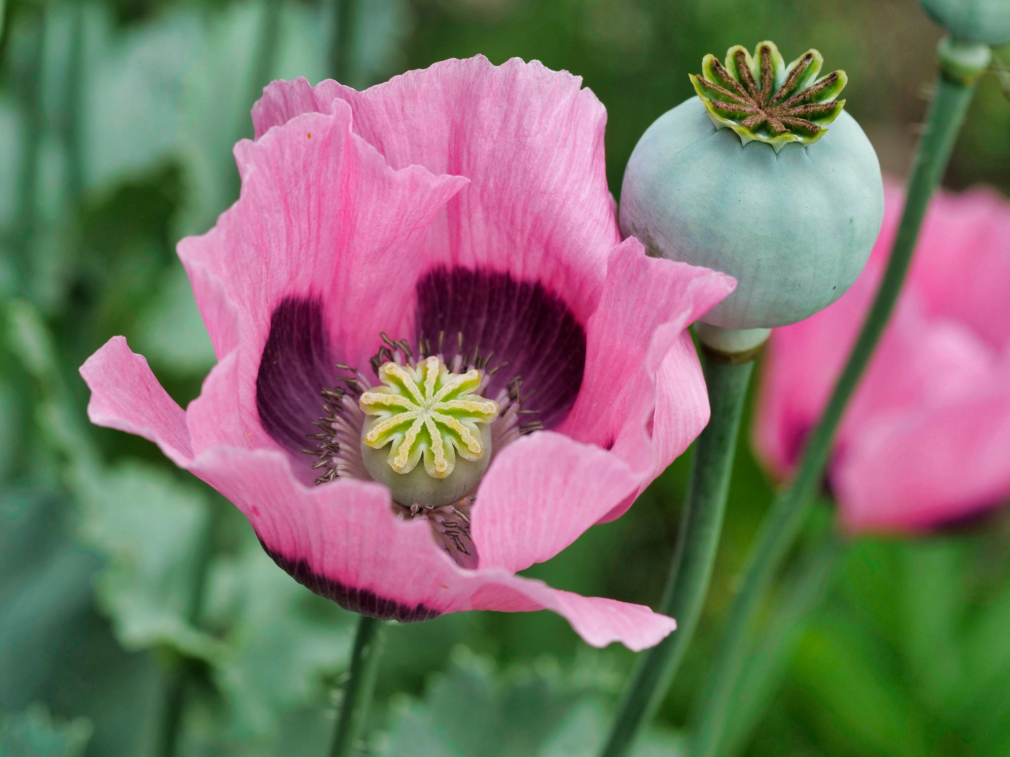 Мак снотворный фото как выглядит. Мак снотворный (Papaver somniferum). Мак снотворный Мак опиумный. Мак опийный (Papaver somniferum).