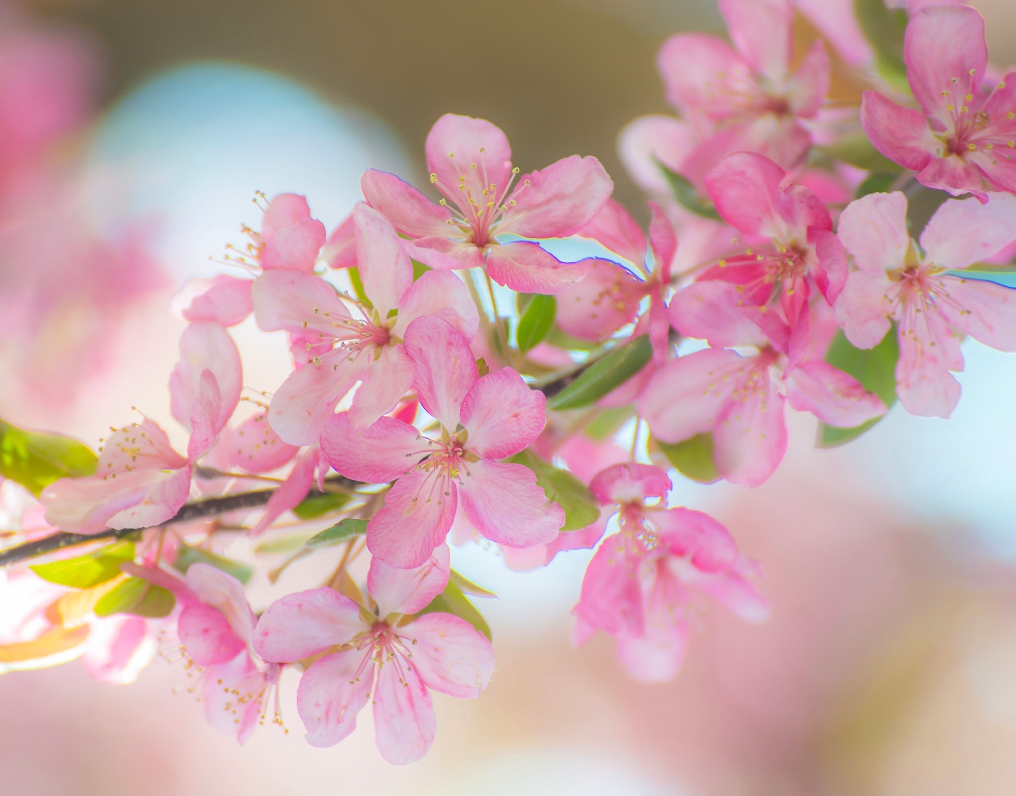 Яблоки цветы весны. Яблоневый цвет Malus. Яблоневый цвет (Malus domestica). Цветущие ветки. Весенние цветы.
