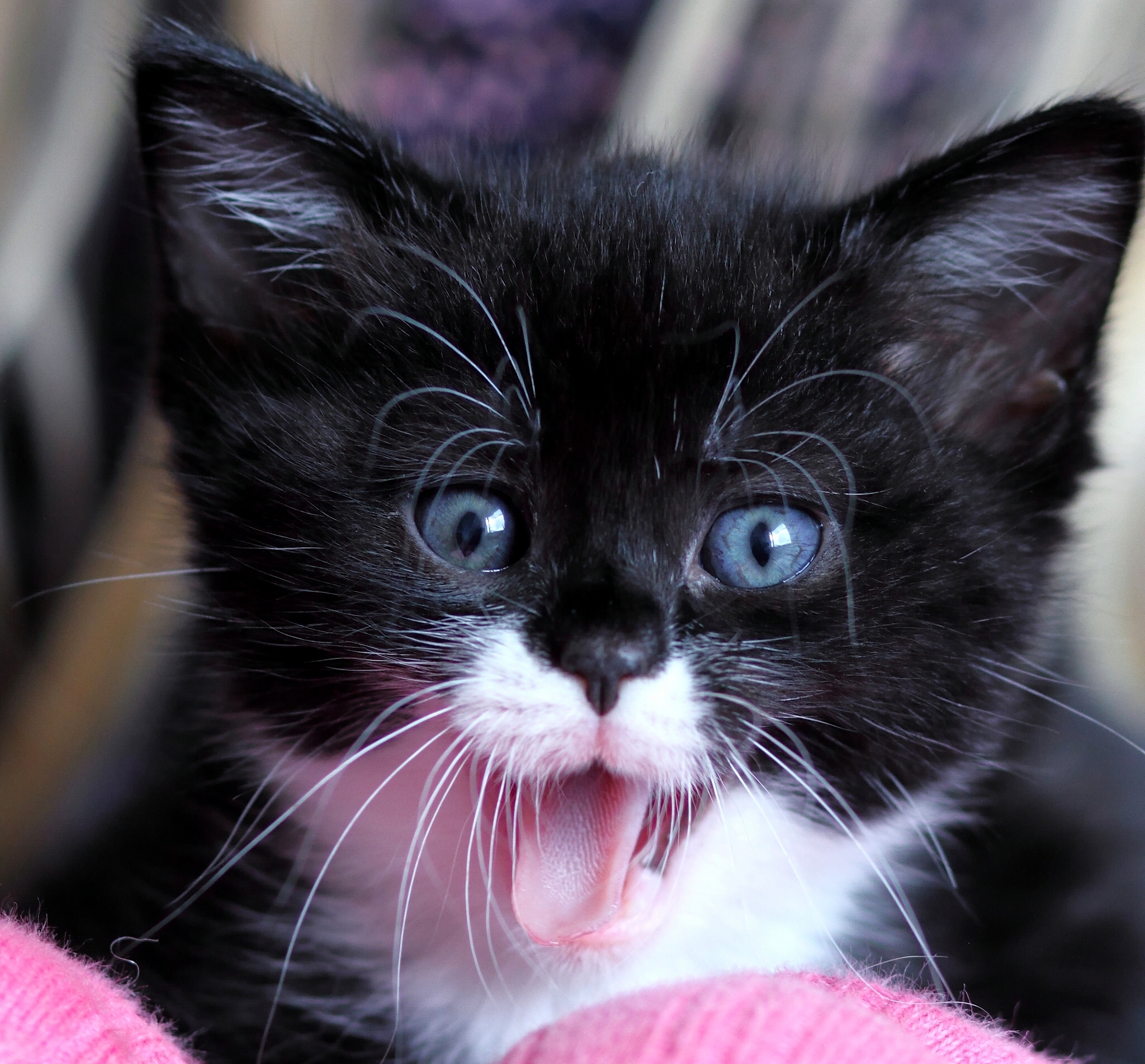 Как называется киса. Кошачья мордочка. Котенок черно-белый. Красивая морда кошки. Черный котенок.
