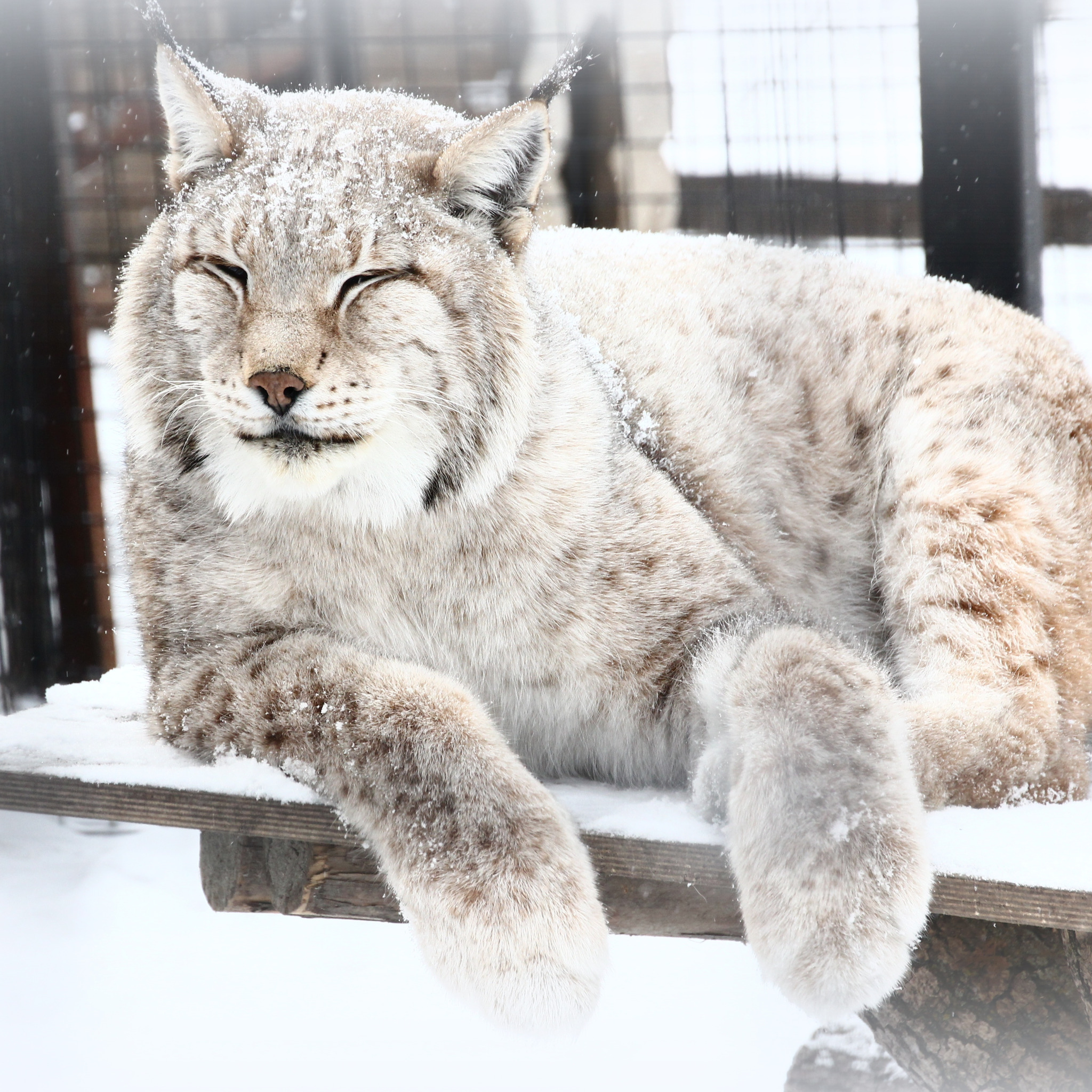 Download wallpaper winter, snow, animal, lynx, zoo, section cats in ...