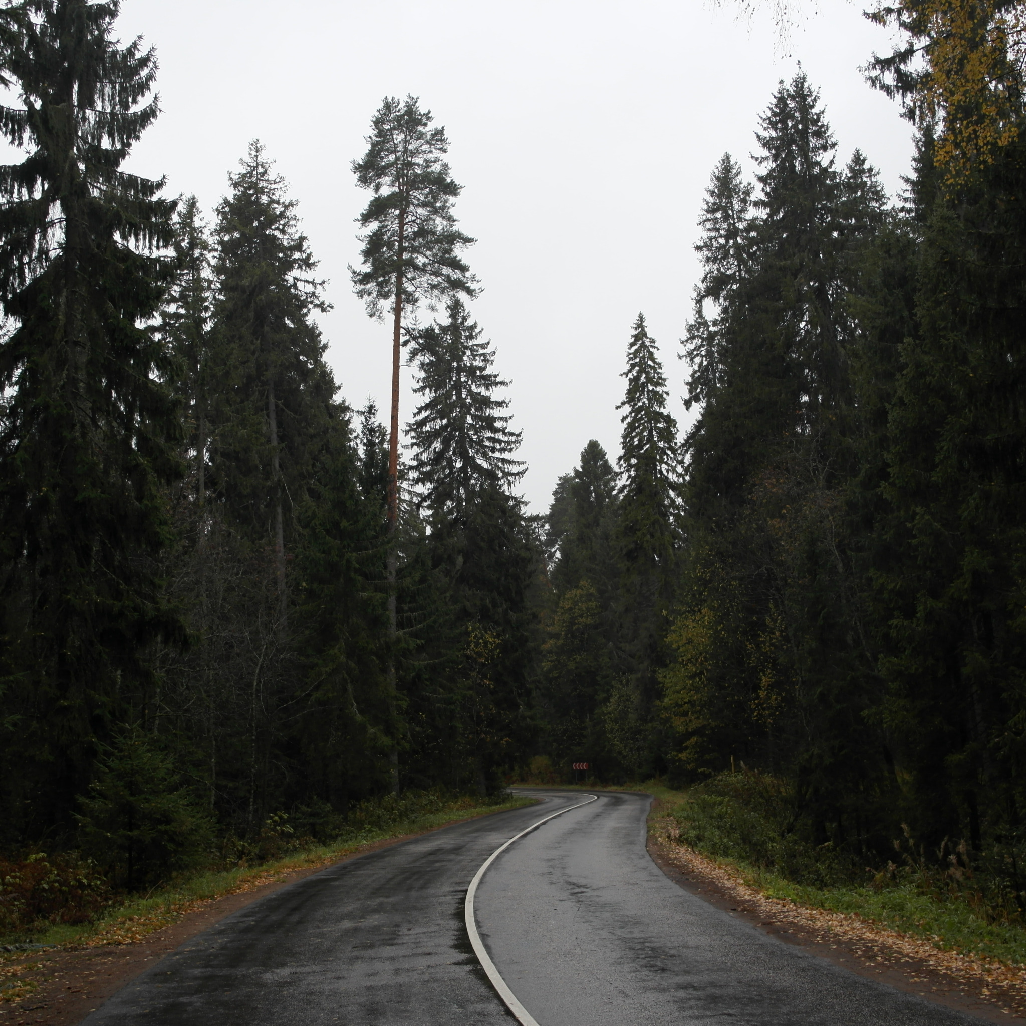 Дорога хвойную. Дорога в лесу. Дорога в хвойном лесу. Лес еловый с дорогой. Дорога в еловом лесу.