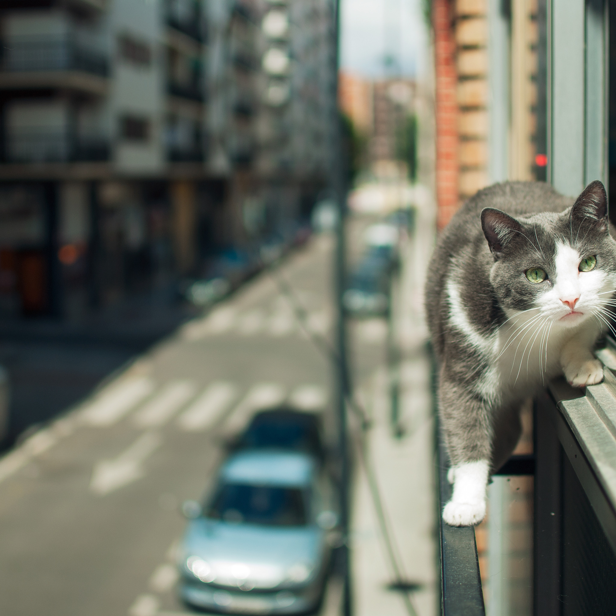 Hello street cat live
