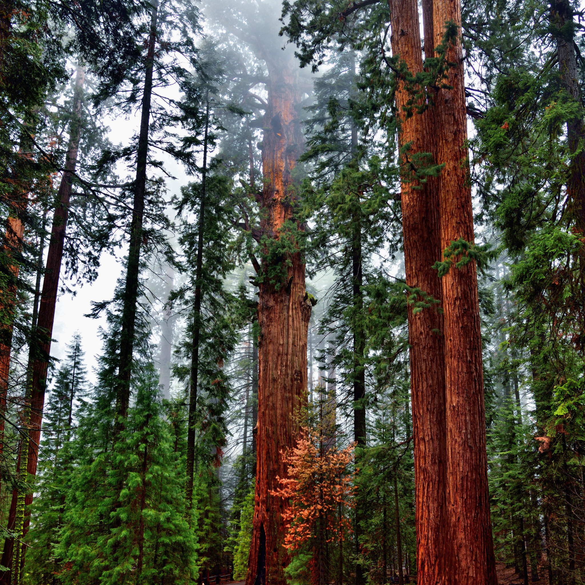Хвойный ствол. Секвойя дерево. Секвойя дерево леса. Лес Редвуд штат Калифорния. Национальный парк Редвуд Секвойя.