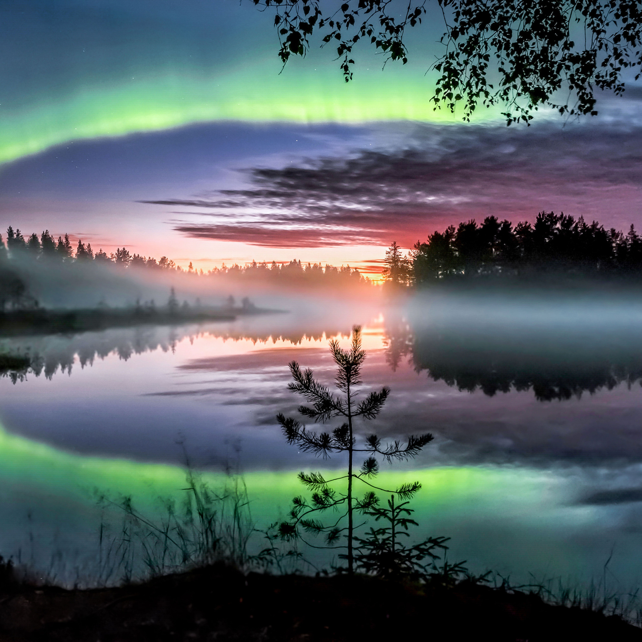 Download wallpaper Trees, Northern lights, Finland, Finland, Northern ...