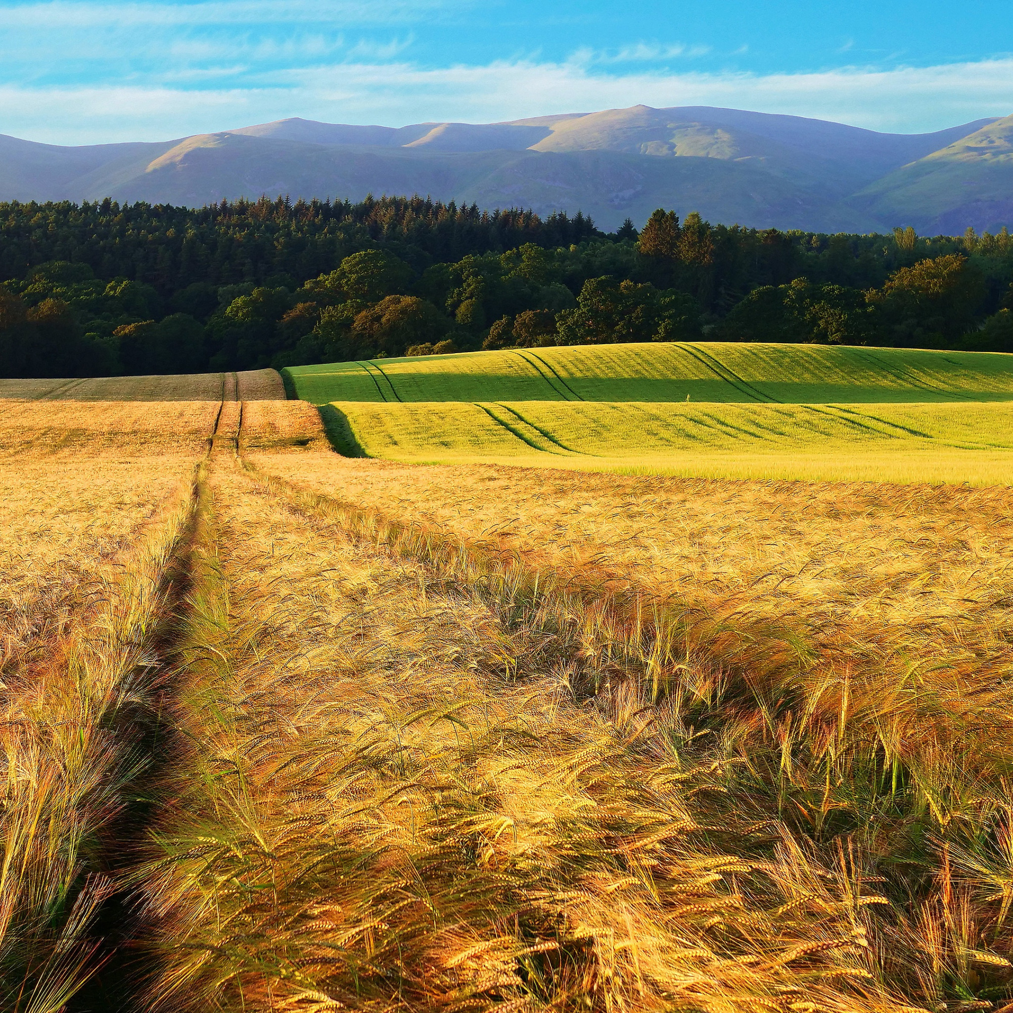 Where field field