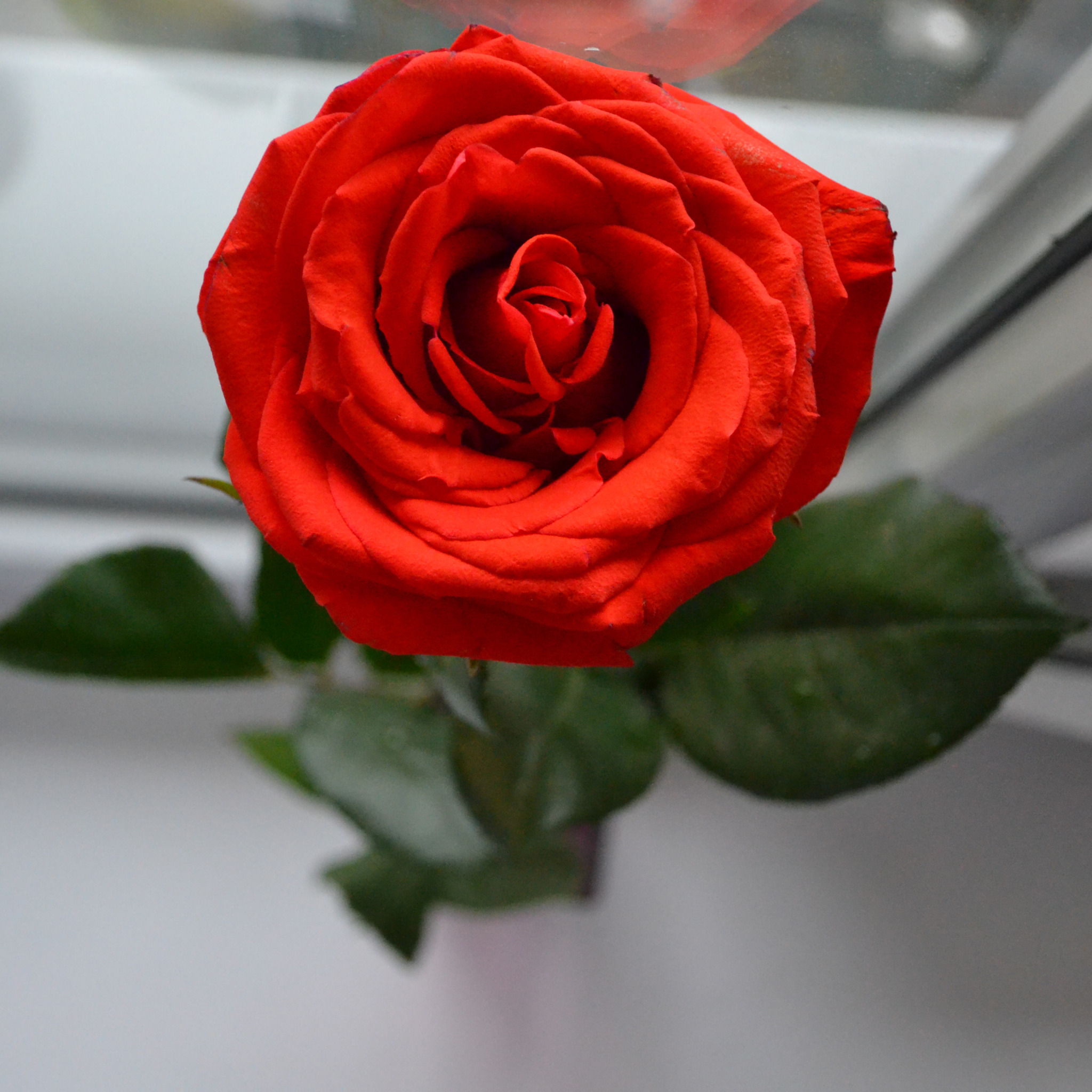Дом розочка. Розы на столе. Розы на подоконнике. Букет роз на подоконнике.