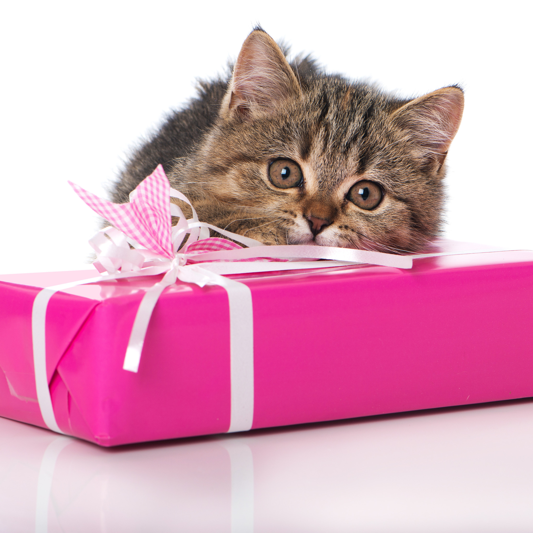 Сюрпризы кошки. Кот дарит подарок. Подарок для кошки. Котенок с подарком. Котенок в подарочной коробке.