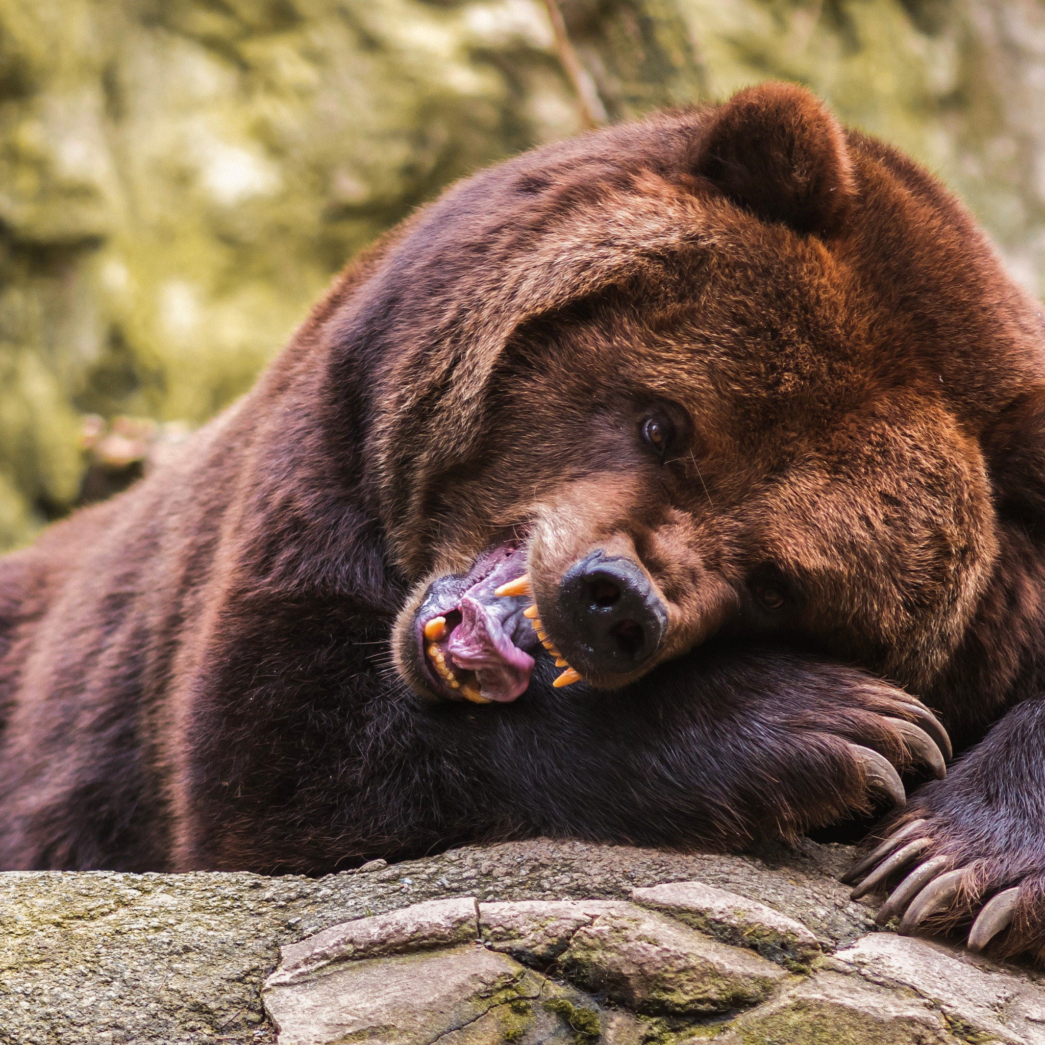 Bear mouth. Медведь рычит. Рык медведя. Медведь портрет. Морда медведя.